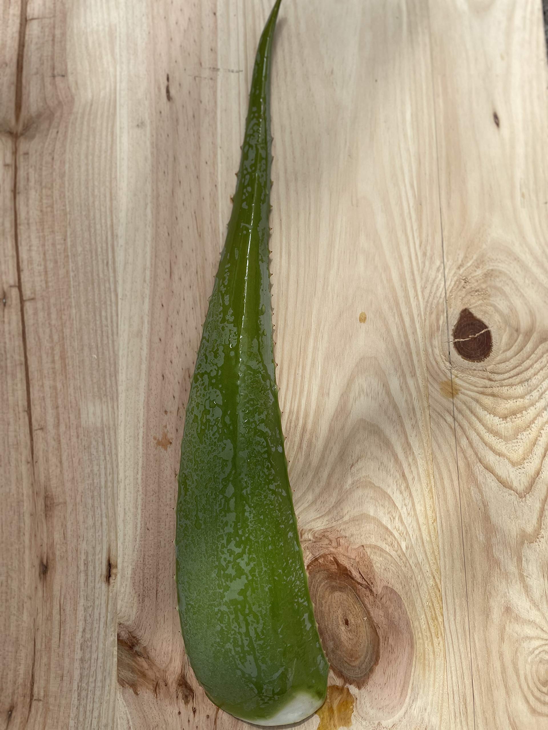Aloe vera hojas frescas de cultivo ecológico