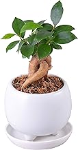 Hana-no-Gift Sha Ficus Microcarpa Ceramic Potted Plant, Decorative Plant, Said to Bring Happiness, Pot Plate