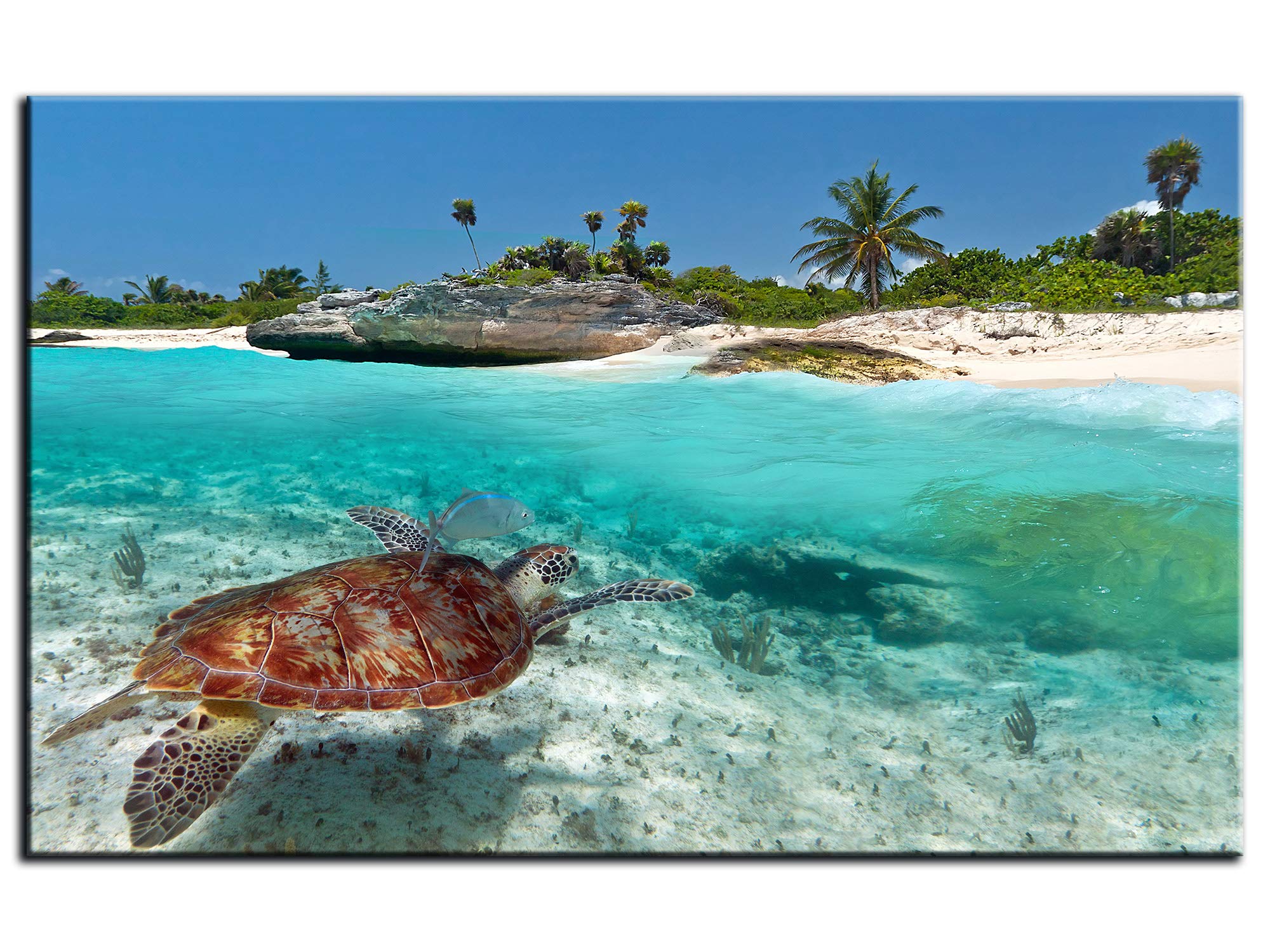 DECLINA Tableau Tortue Marine - Impression Photo Paysage sur toile décoration murale - Déco maison, cuisine, salon, chambre adulte - 80x50 cm