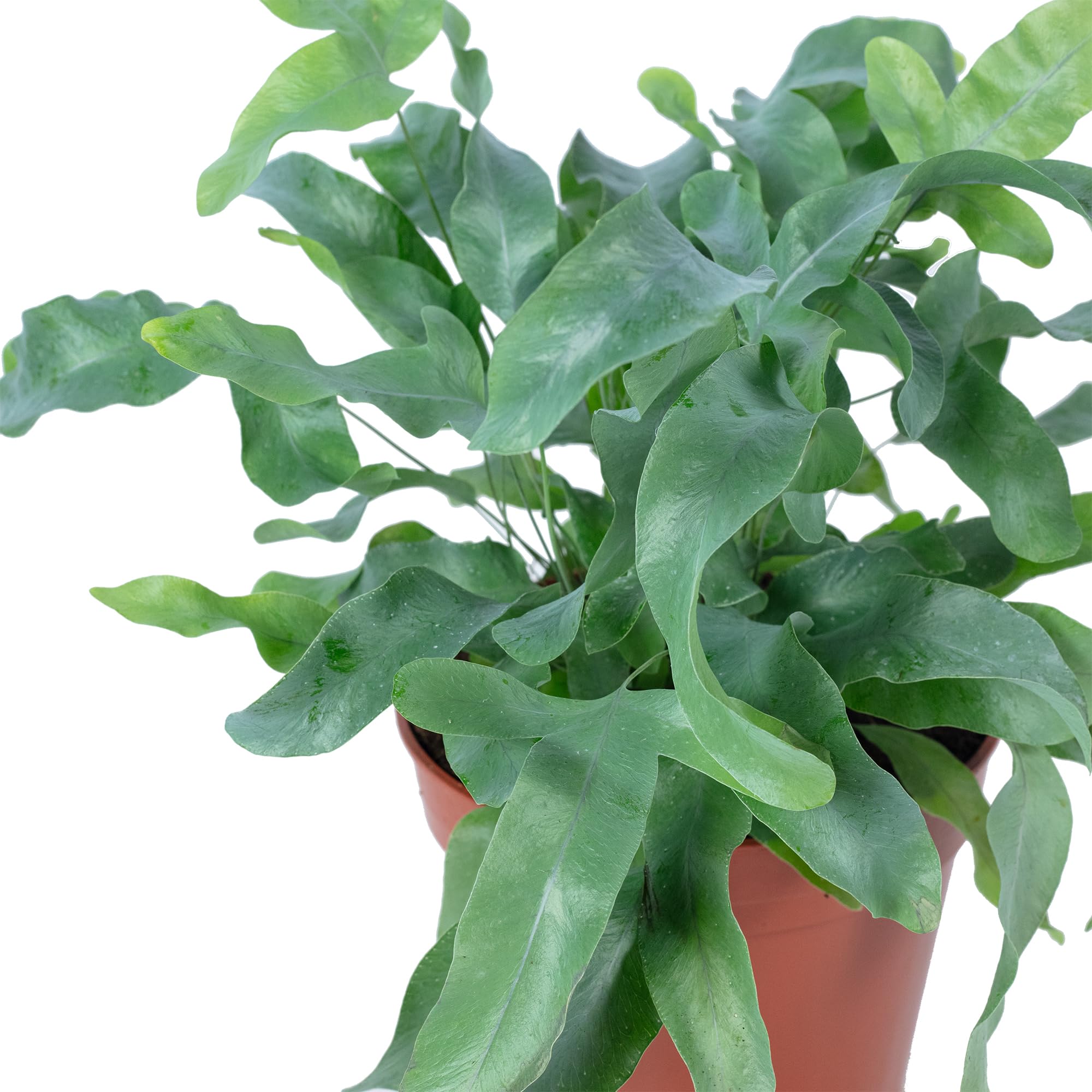 Planta de interior de fácil cuidado, Phlebodium aureum 'Blue Star', altura aprox. 40 cm, diámetro de maceta de 14 cm