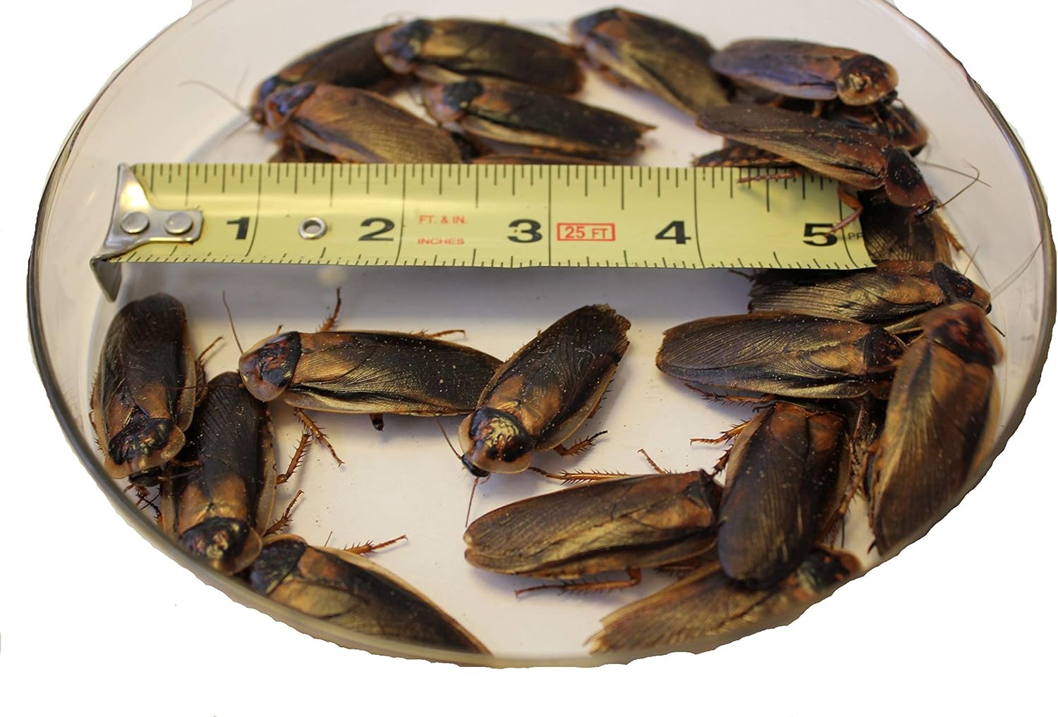 50 Young Adult Male Dubia Roaches for Breeding or as