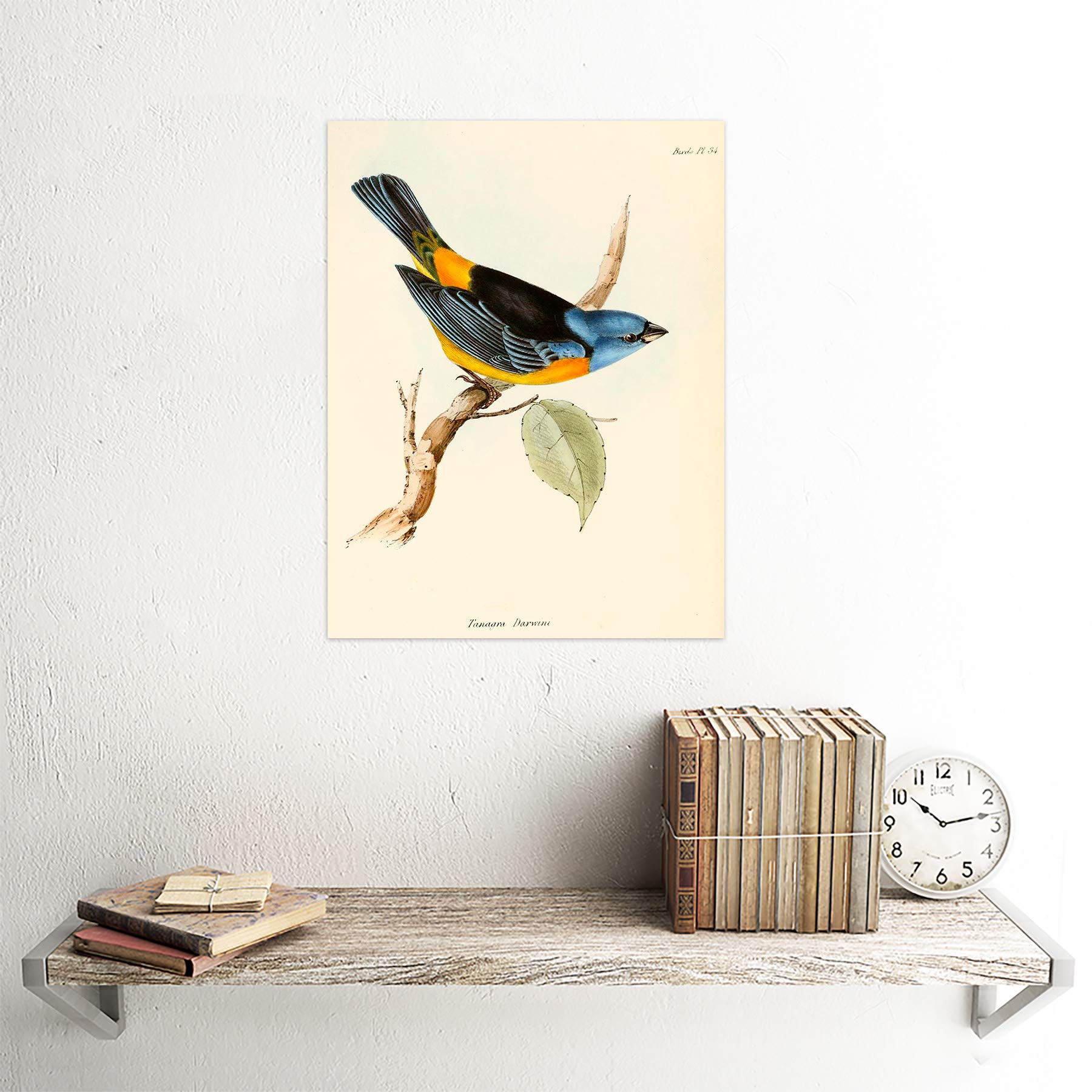 Wee Blue Coo Scientific Bird Illustration F Tanagra Darwin