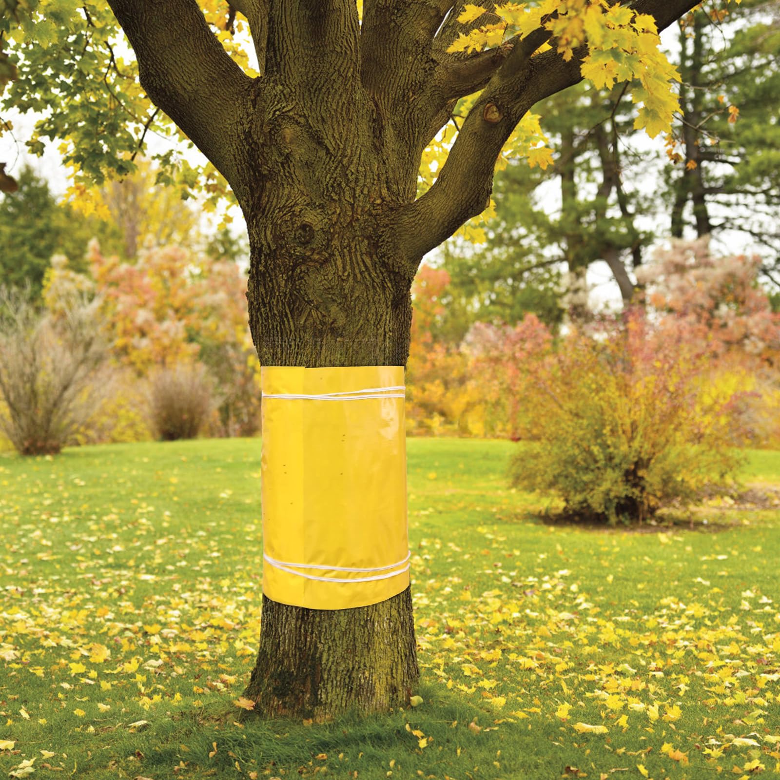 Com-four Collerette D'Arbre 2X Avec Ruban De Fixation - Piège à Colle Anti-Chenilles Et Insectes Rampants 1,75m