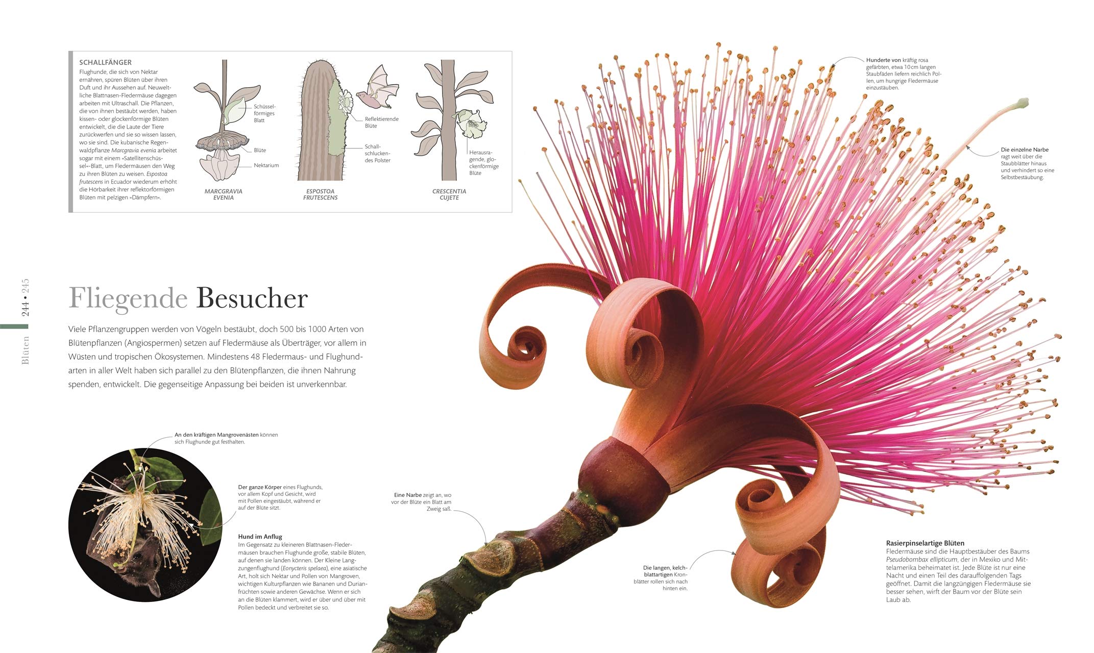 Flora – Wunderwelt der Pflanzen: Über 1500 brillante Fotos illustrieren die Schönheit von Blumen, Bäumen & Co. (DK Wunderwelten)