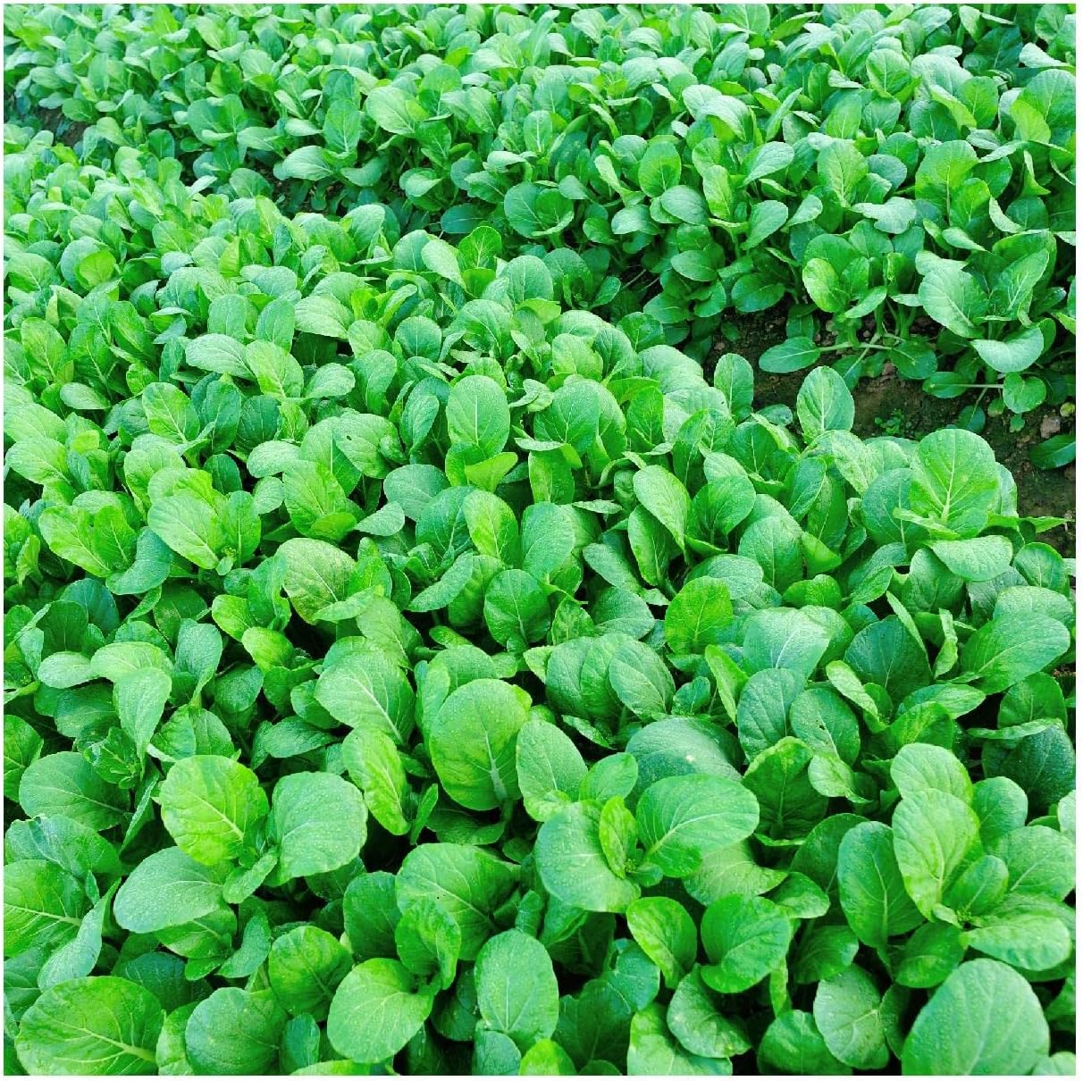 Everwilde Farms - 1 Lb Organic Tat SOI Chinese Cabbage Seeds - Gold Vault Packet