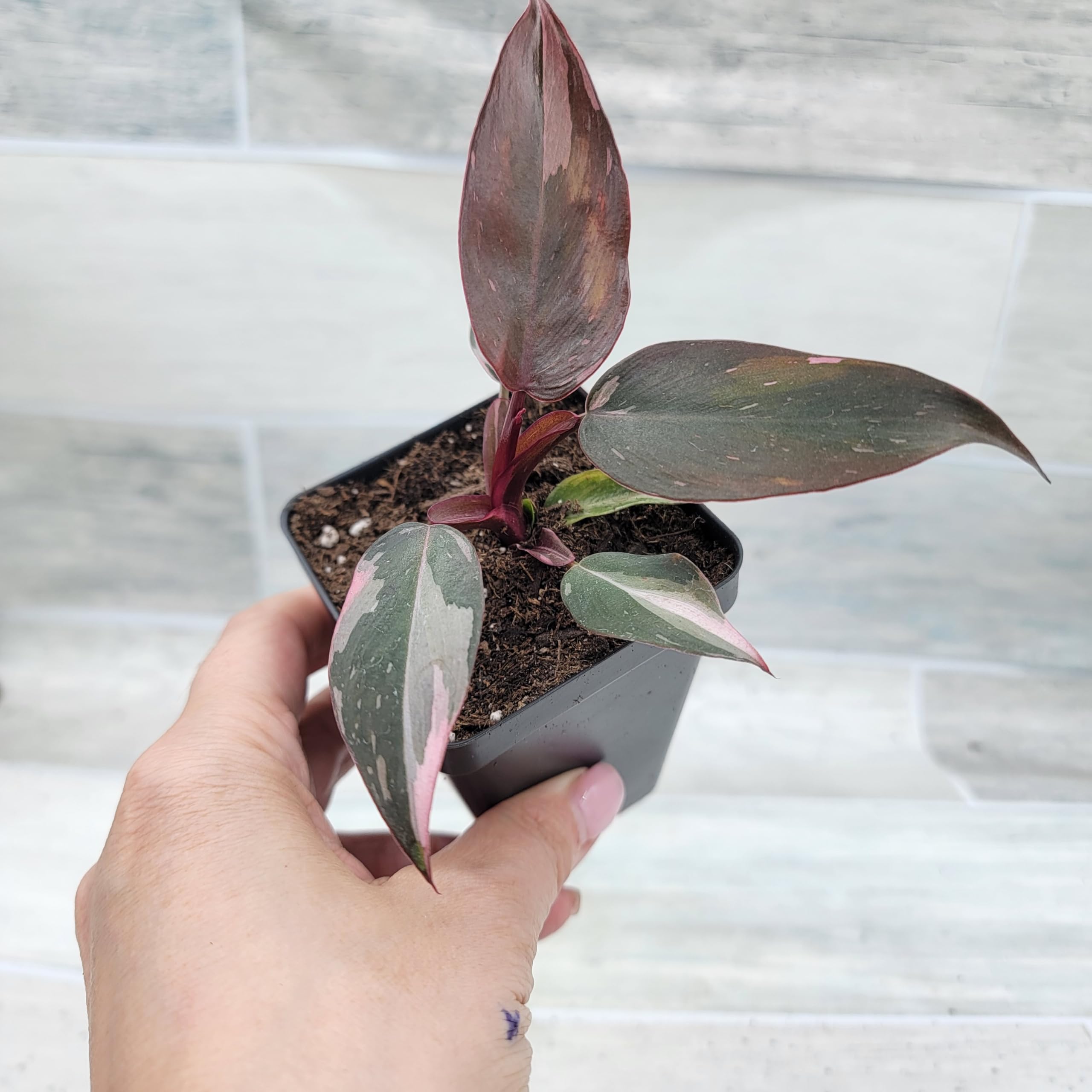 Amazon.com: Philodendron Black Cherry Pink Princess - Plantas de interior  vivas raras (todas las plantas son plantas completamente enraizadas) en  maceta de 4 pulgadas por 3Exoticgreen : Patio, Csped y Jardn