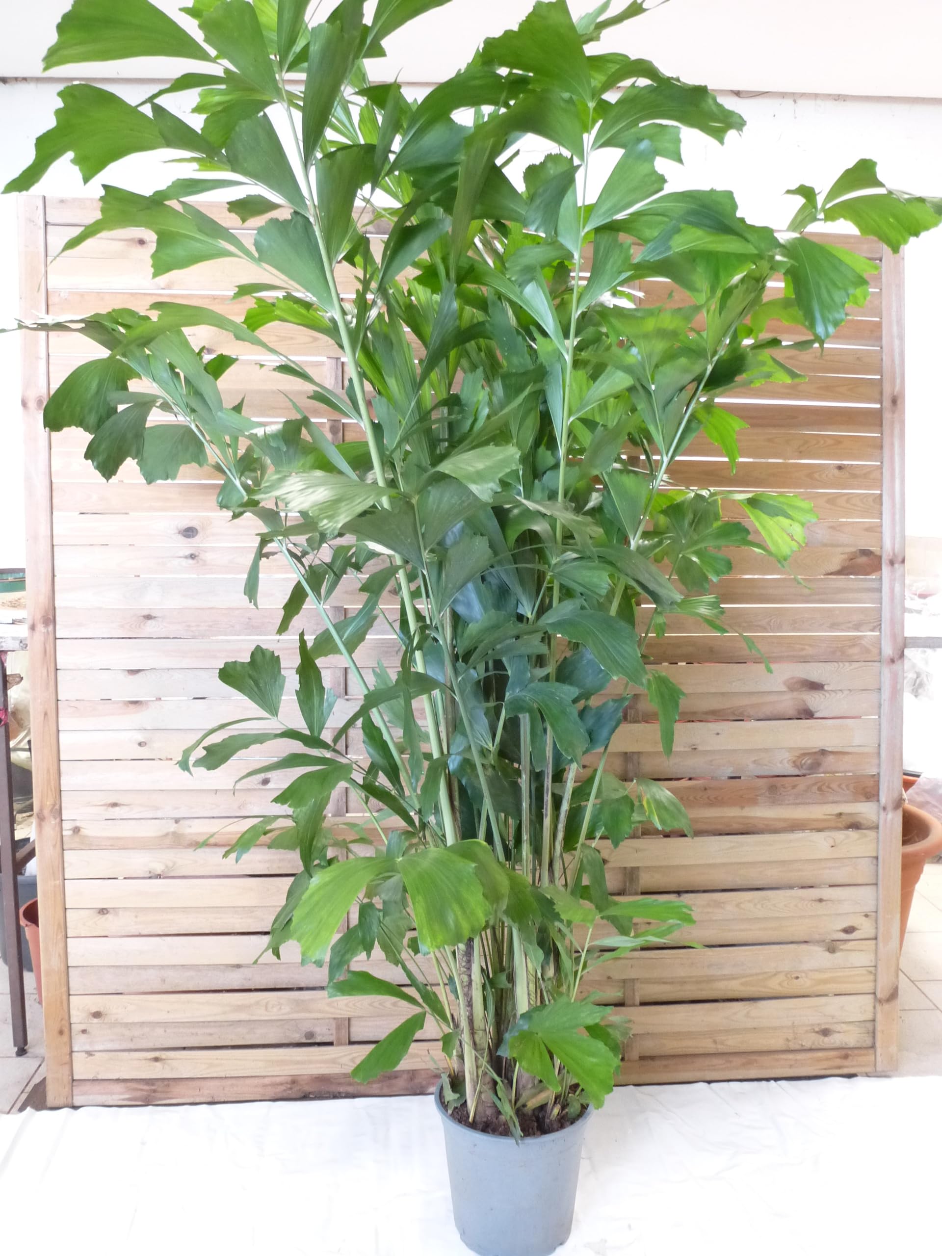 zimmerpflanzen aus thailand Monstera Thai Constellation 50cm | Variegated | 15cm Topf main image 1