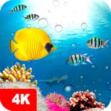 Fish Wallpapers and Backgrounds apps 4k
