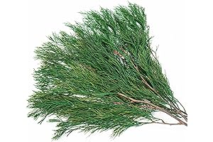 17'' Pack of 4 Natural Greenery Real Preserved Pine Leaf Stems for...