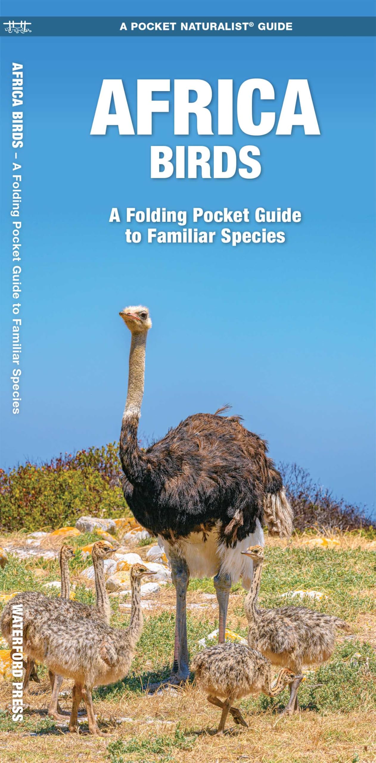 African Birds: A Folding Pocket Guide to Familiar Species (A Pocket Naturalist Guide) (Pocket Naturalist Guide Series)