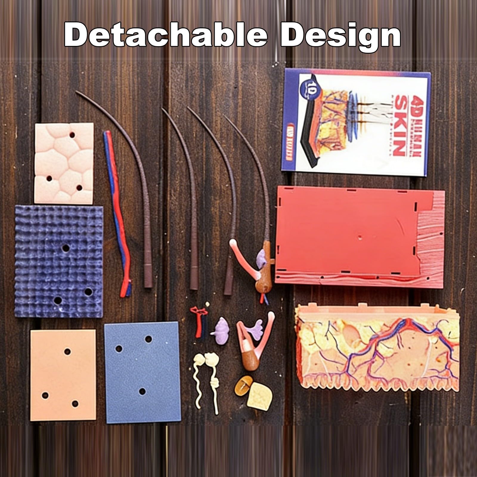 Modello di Anatomia della Pelle Umana e degli Organi Piliferi Rimovibile, Modello Anatomico della Pelle in 19 Parti, Materiale in PVC, Strumenti Didattici Scienza per Studenti e Insegnanti