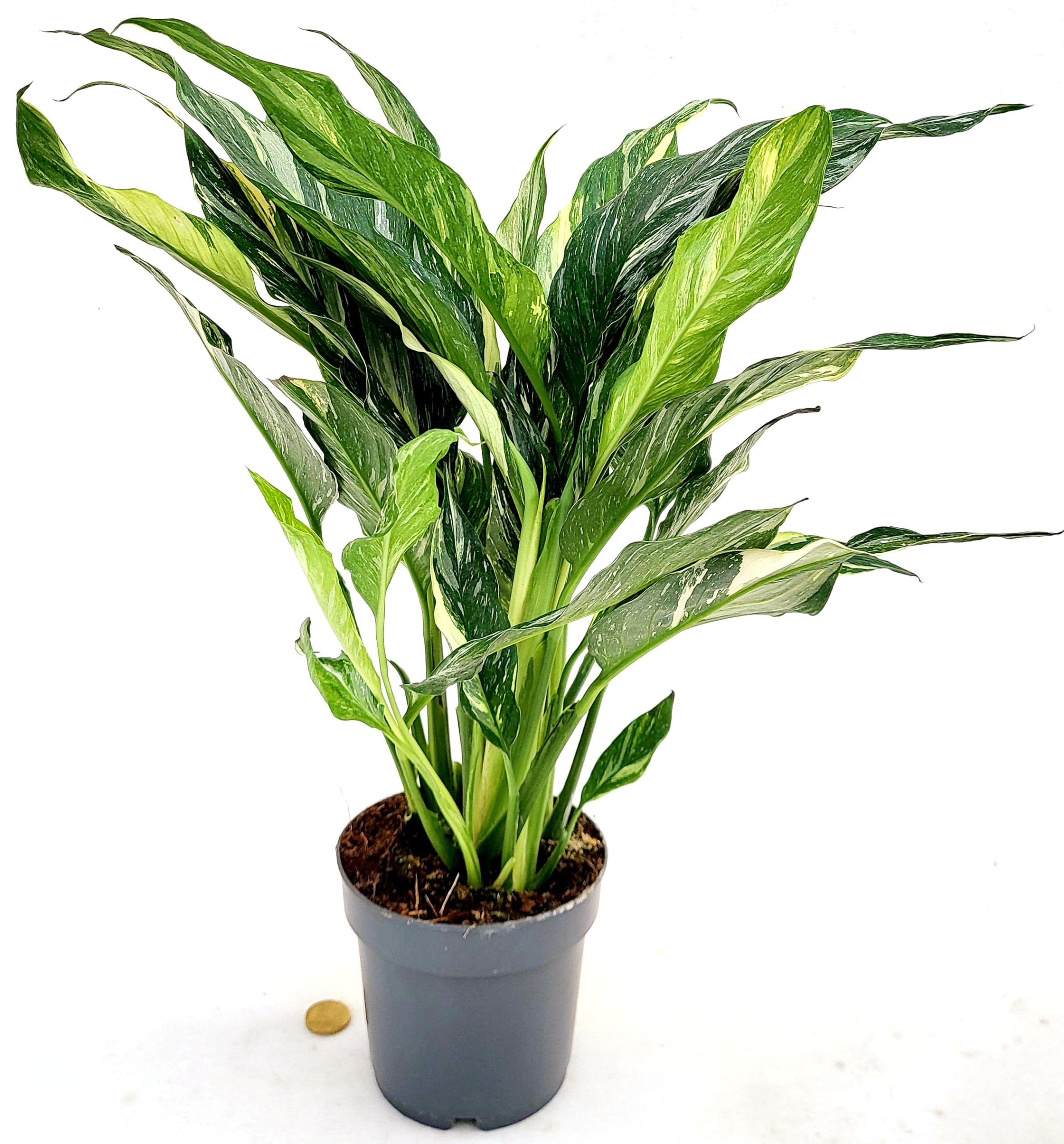 Spatifillo Multiflora In Vaso 13 Cm, 2 Piante Vere, Altezza 45-50 Cm, Powers To Flowers, Pianta Purificante