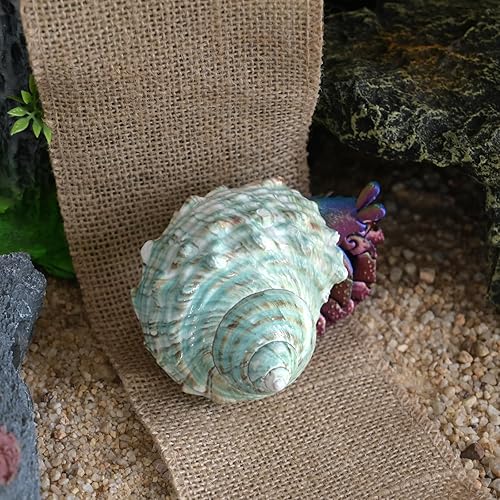 Miniatura 4 de 2 conchas de cangrejo ermitaño XXL, concha de mar natural, verde, pulido, costero, adornos de mesa, capacidad para cangrejo ermitaño de hasta