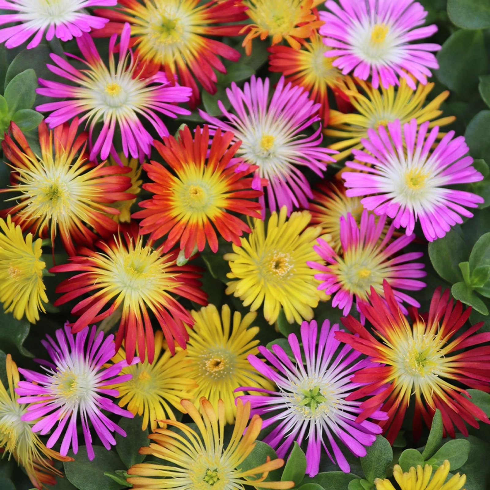 Carbeth Plants 6 Pack Delosperma Ice Plant Mix