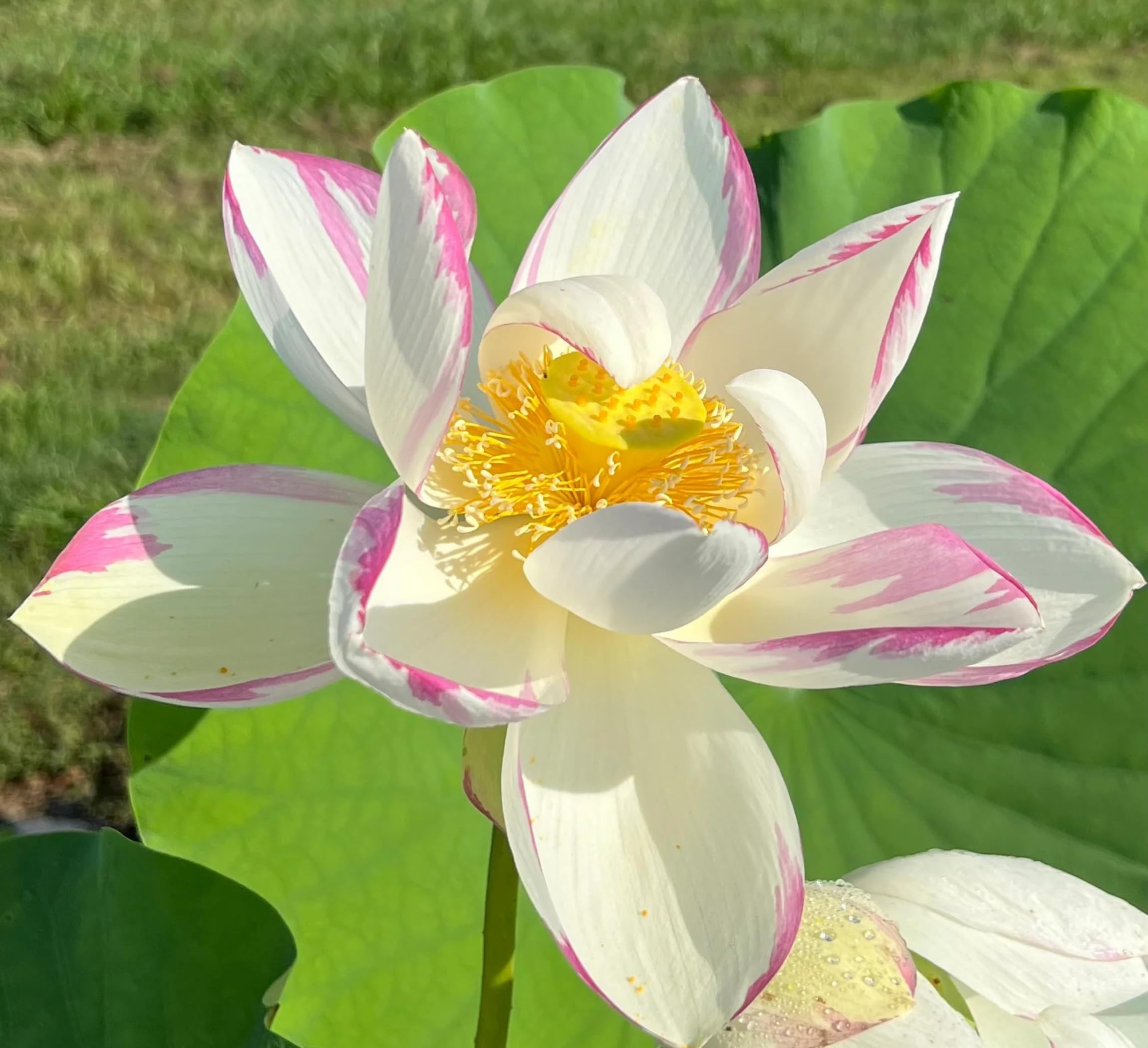 Red Lotus Plant - Blooms in 30 Days! -12