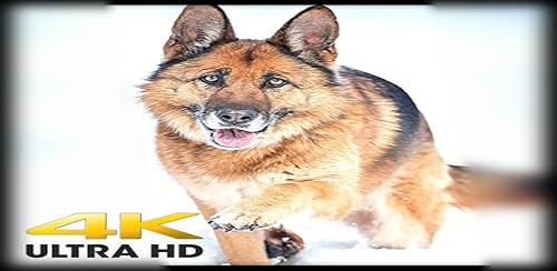 Dogs hd 4K Wallpapers & Backgrounds