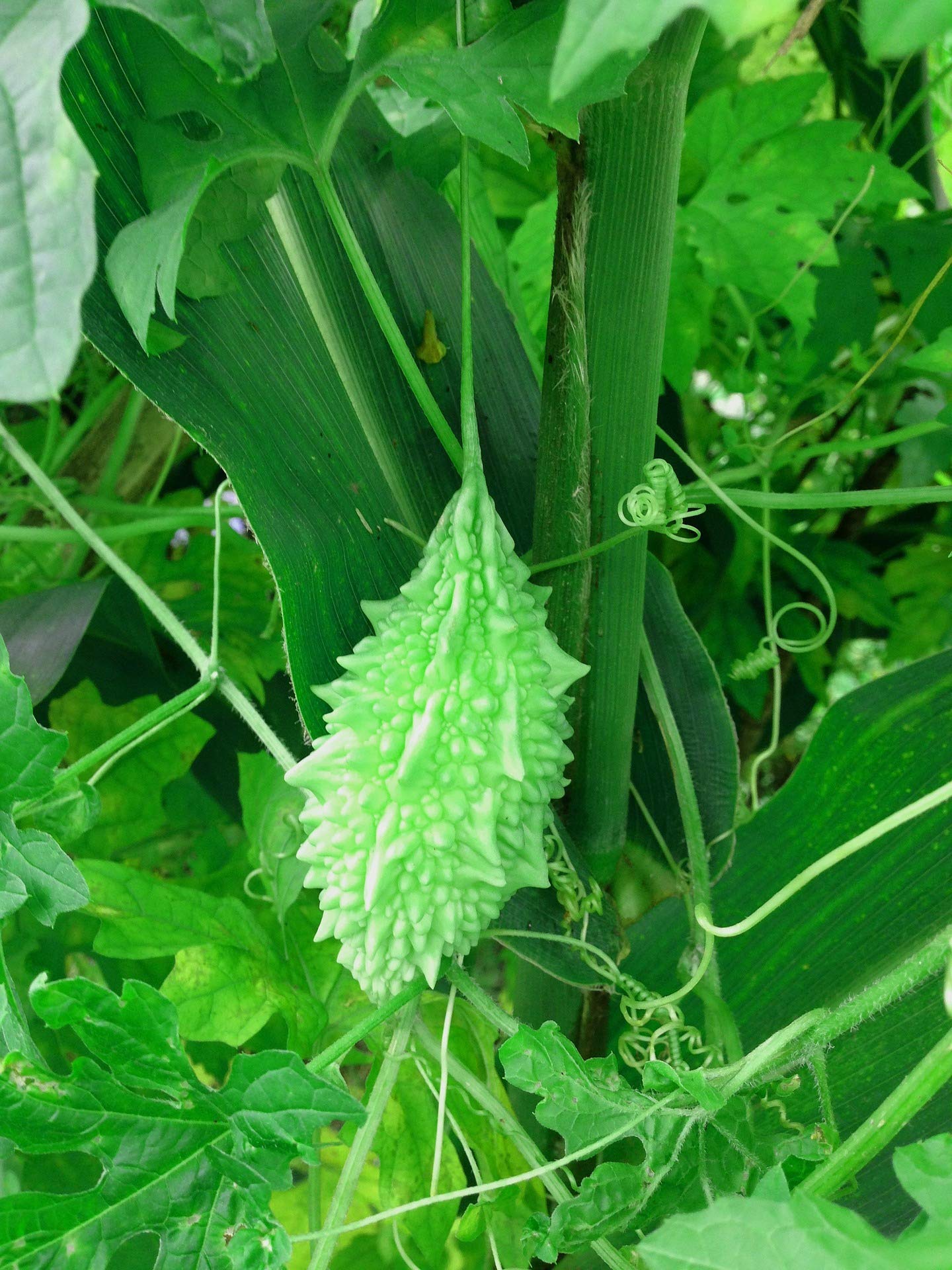 Nelesa Gardening Bitter Gourd Seeds Karela Karle 25 Seeds (B07Q4XFDFL) Amazon Price History, Amazon Price Tracker