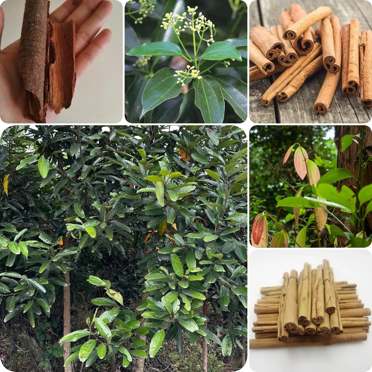 Semi Di Cannella - 55 Pz Per Coltivare La Tua Pianta Di Cannella In Casa - Foto 11
