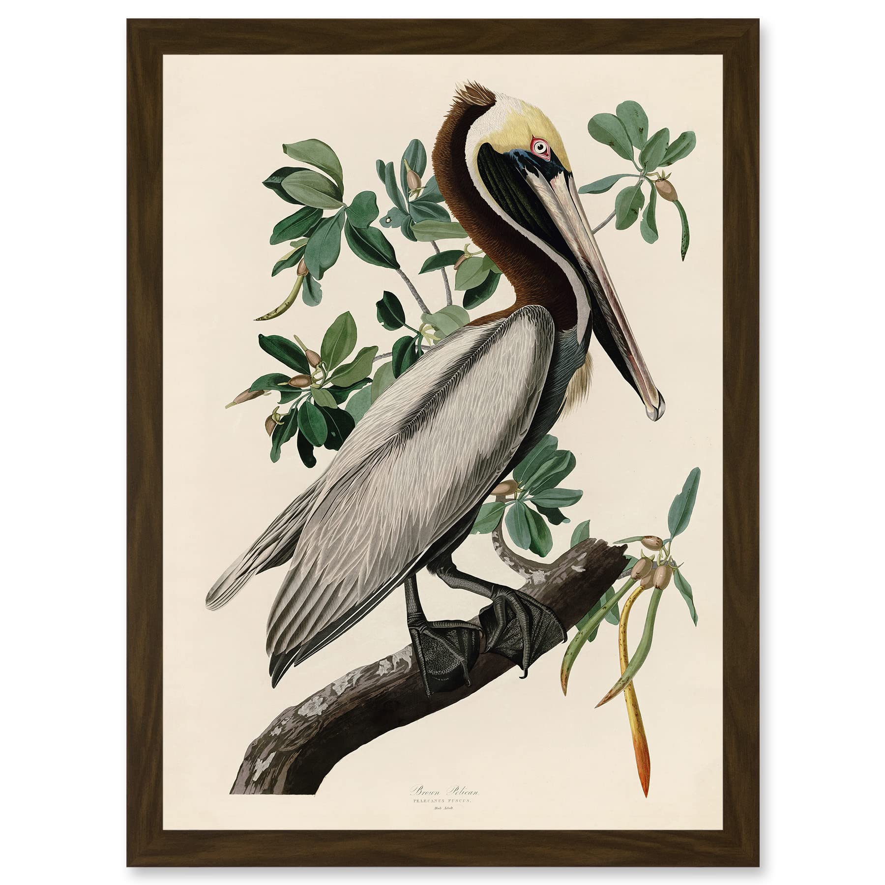 Framed Wall Art Print - Audubon Birds America Brown Pelican Artwork - Artery8 - A4