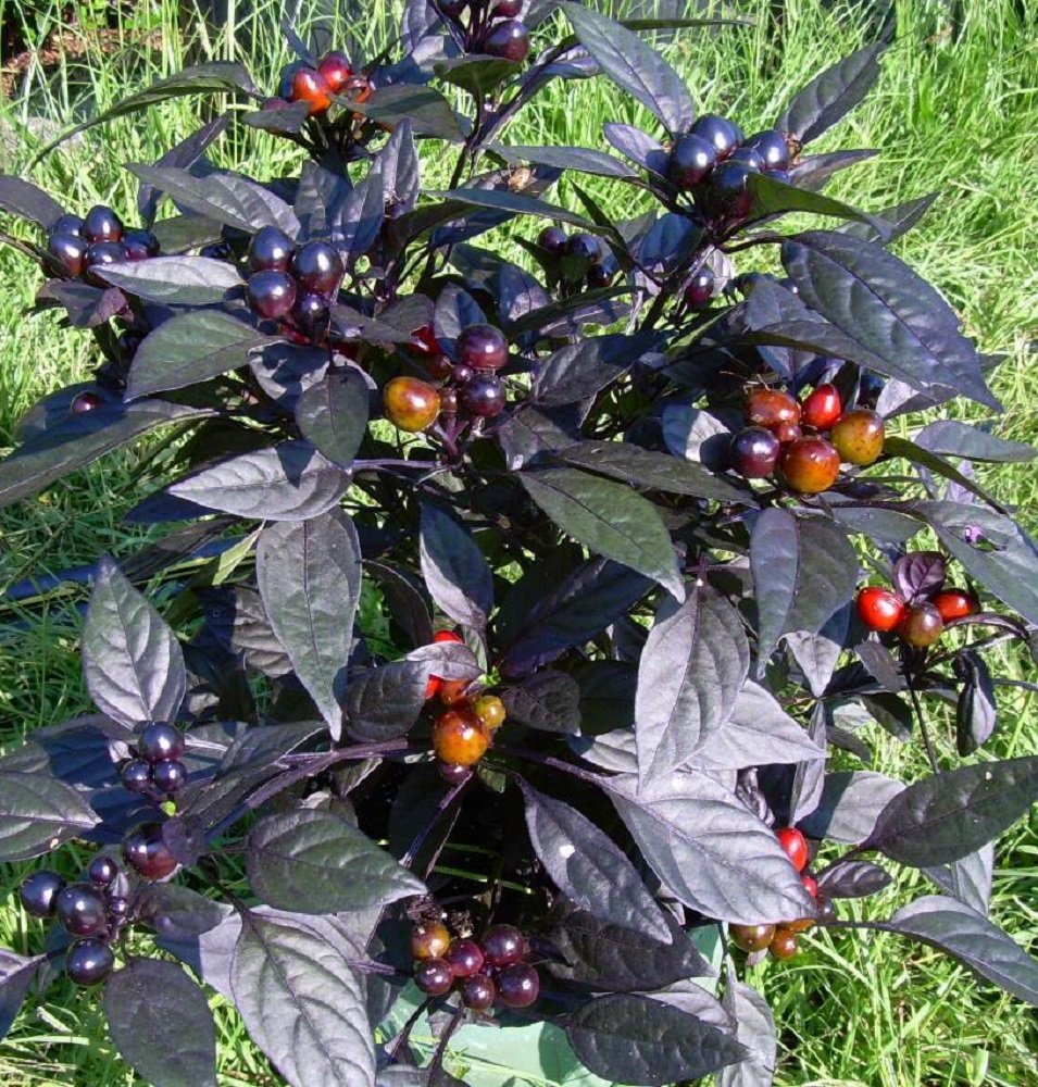 Black Pearl Hot Pepper  - Ornamental/Edible - Hottest Pearl Pepper-2.5" Pot