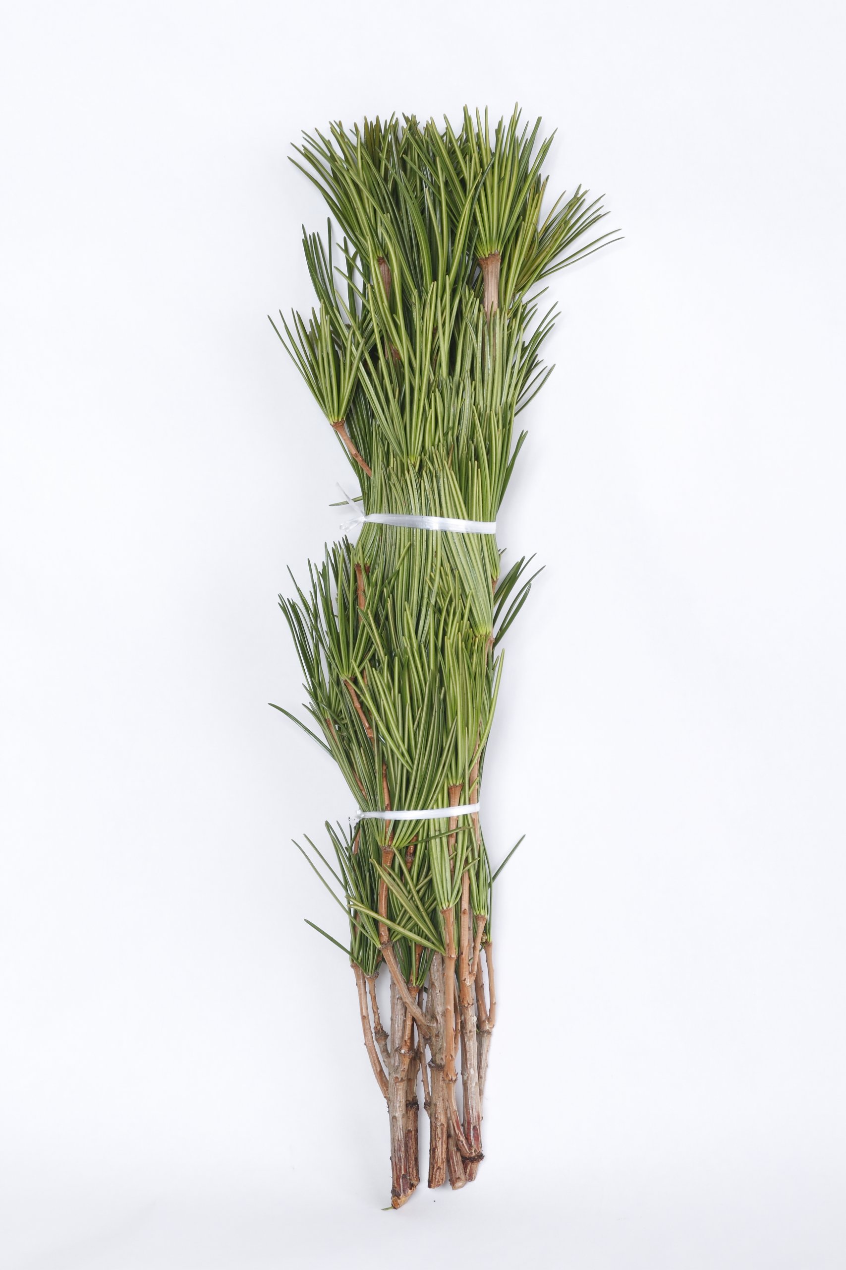 Amazon.co.jp: 高野槇 コウヤマキ 切枝 70cm 5本組み 仏花 生け花用