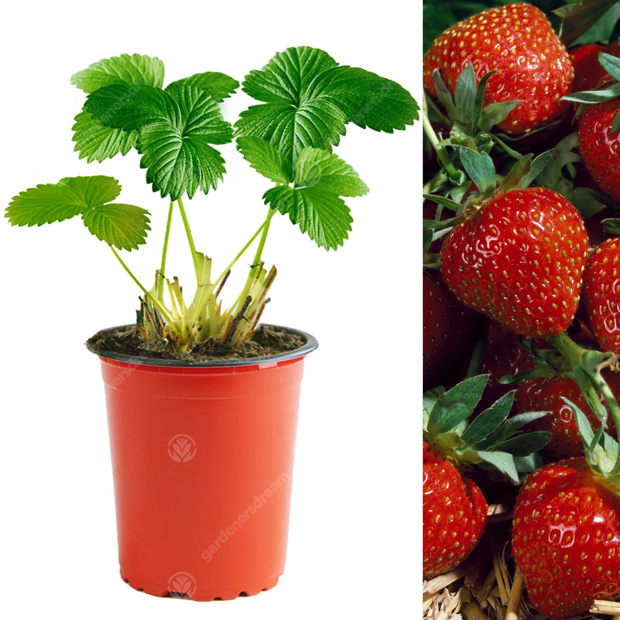 Strawberry Korona | Early Fruiting Disease Resistant Perennial Fruit Plants | 10 Pack