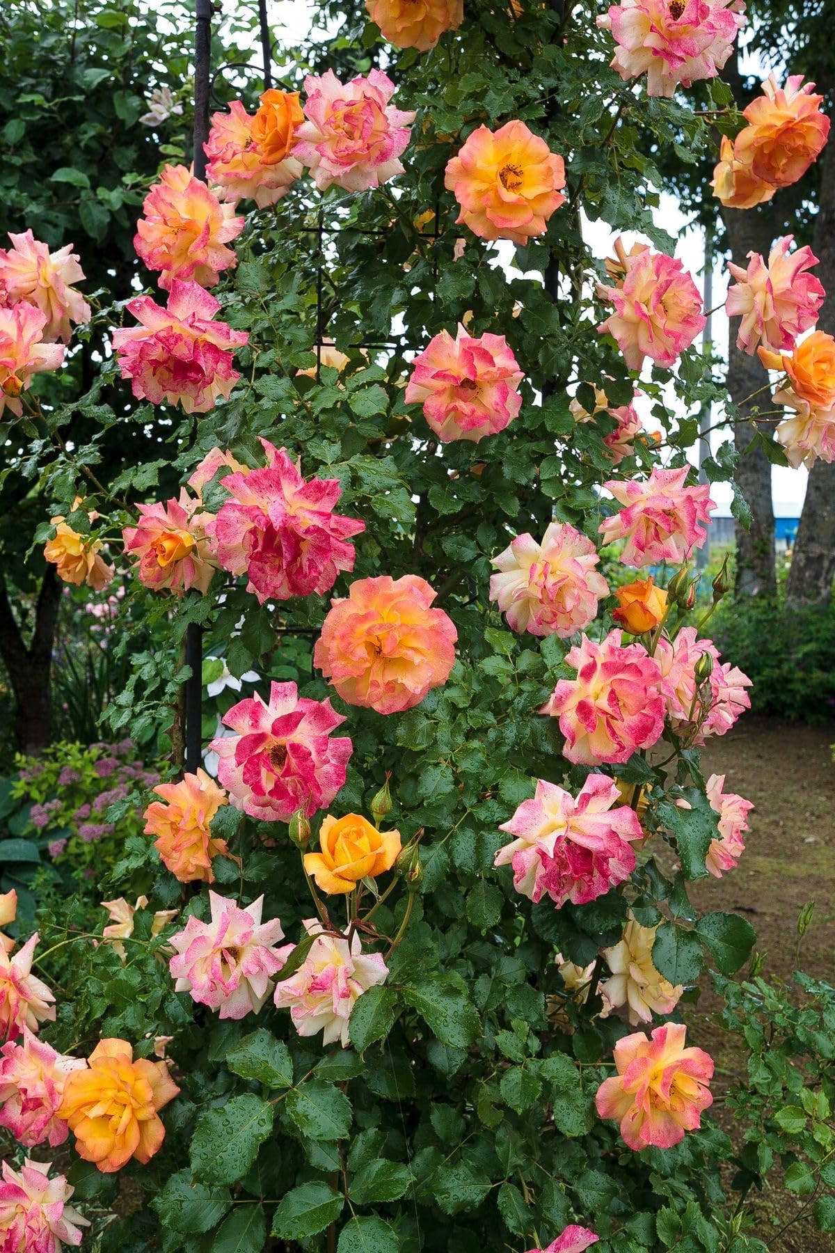 Ritz Farming® Rose vine Imported Flowers Seeds for Home and Gardening pack of 30-40 seeds (MIXEDCOLOR) (B0DCKCBN7B) Amazon Price History, Amazon Price Tracker