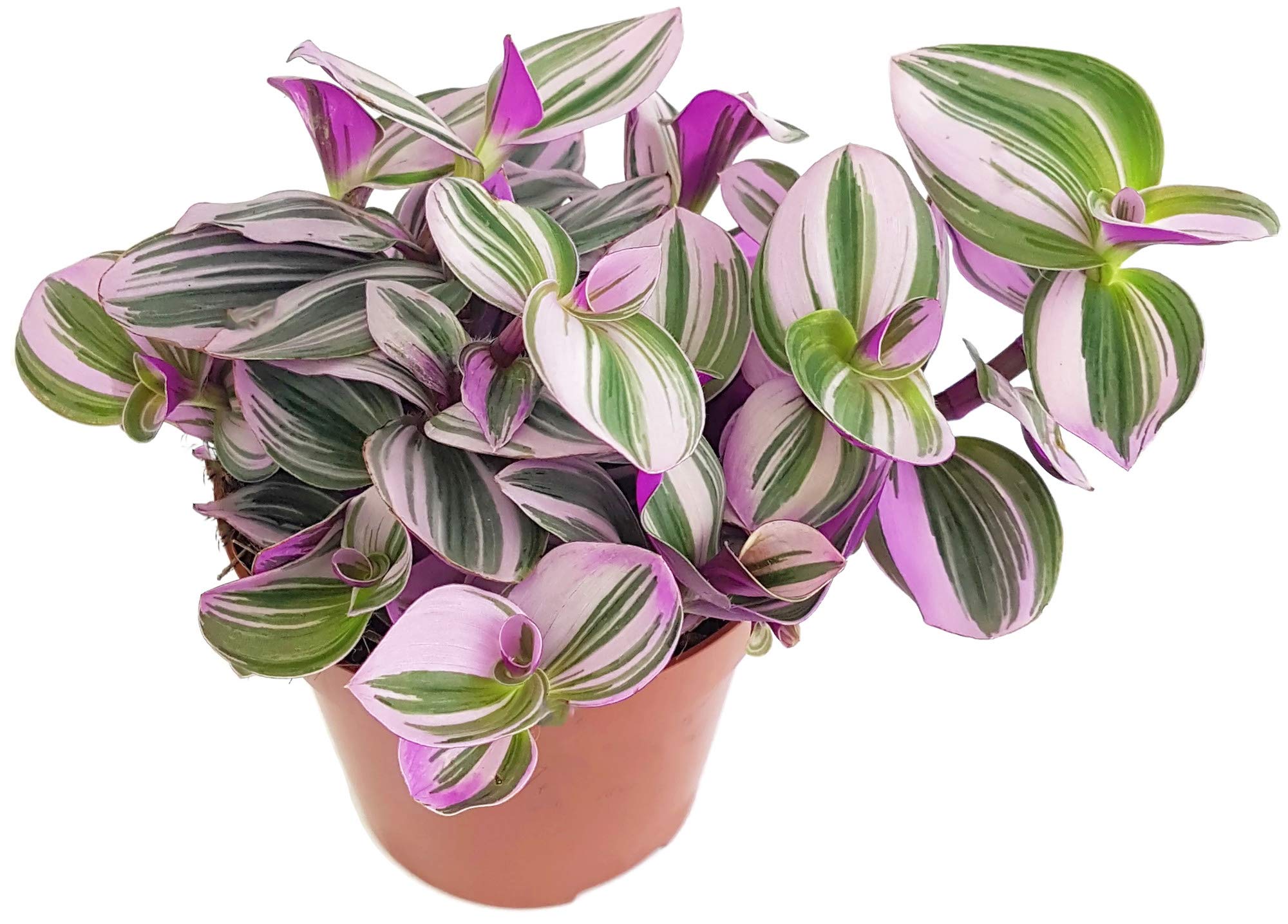 Fangblatt - Dreimasterblume - Tradescantia fluminensis 'tricolor' (Nanouk)  - lila Zimmerpflanze im  12 cm Topf - wuchsfreudige Ampelpflanze :  Amazon.de: Garten