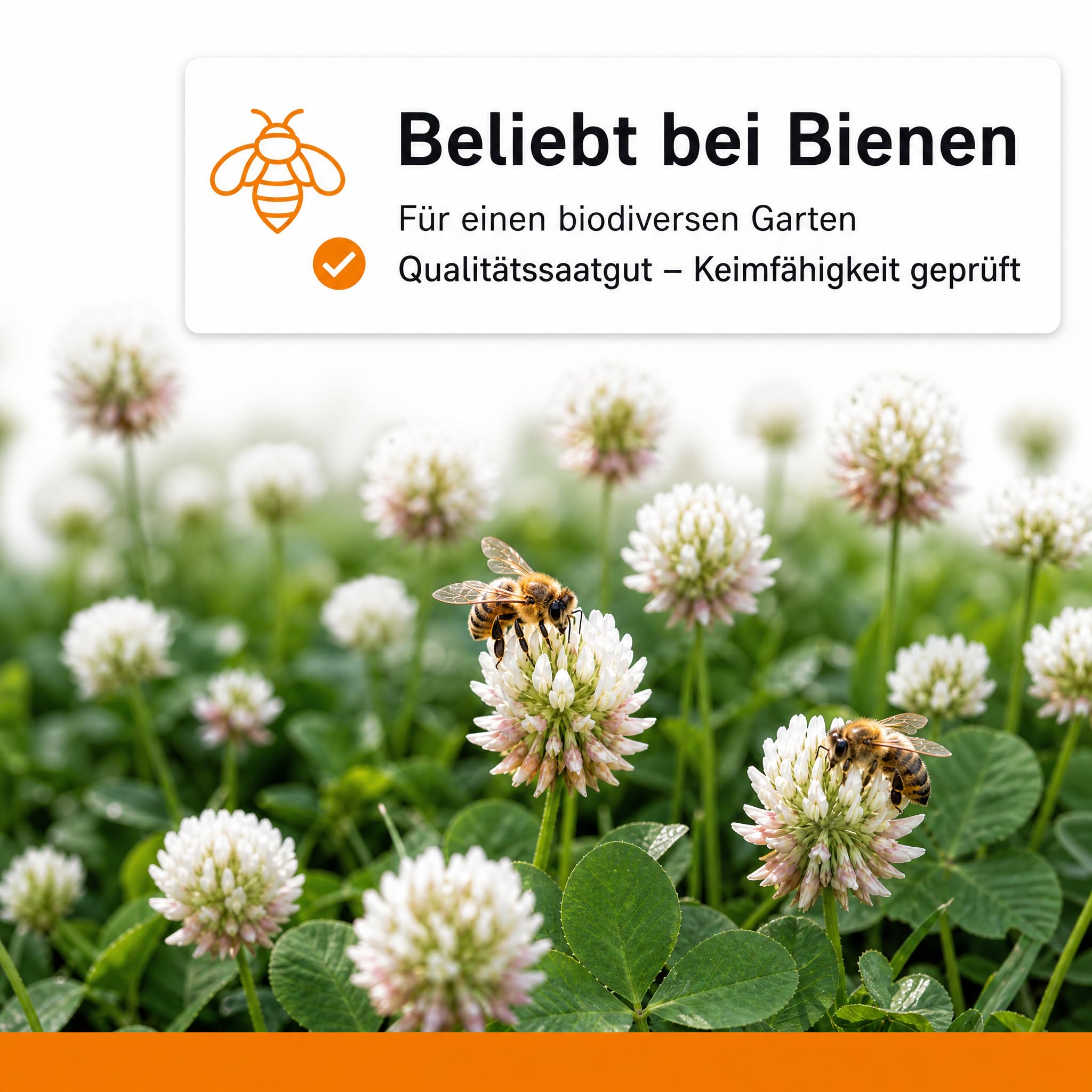 Gärtner's erste Wahl! Bobby-Seeds Weißklee Samen 2500 g für ca. 1250 m², Saatgut ohne Gentechnik für Gründüngung und Bodendecker, mehrjährig und winterhart, Keimfähigkeit geprüft
