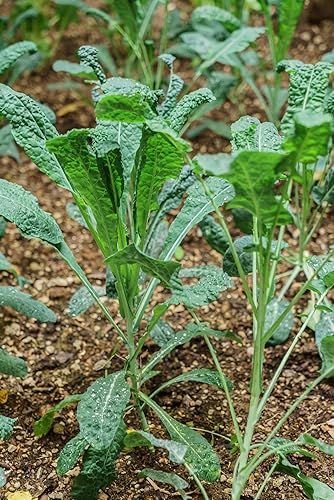 Miniatura 4 de Kale Italian Lacinato Nero di Toscana 500 Semillas (Brassica oleracea) Heirloom - Sin OMG