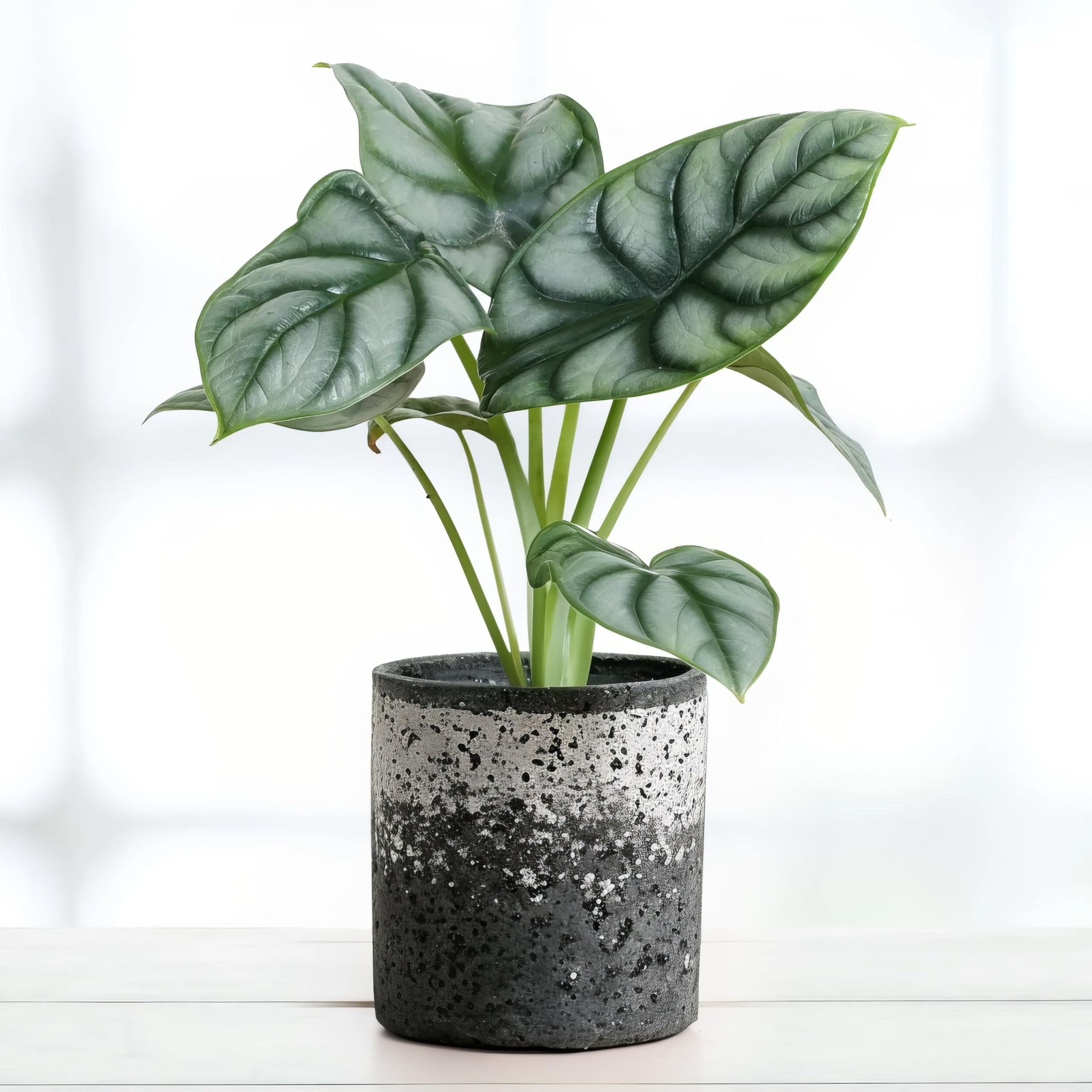 Alocasia Silver Dragon - 12cm Topf x 25cm Höhe, tropische Zimmerpflanze, frische Topfpflanze, grüner Blickfang für Wohnzimmer, Bad, Büro, exotisches Blattmuster, natürliche Zimmerdeko