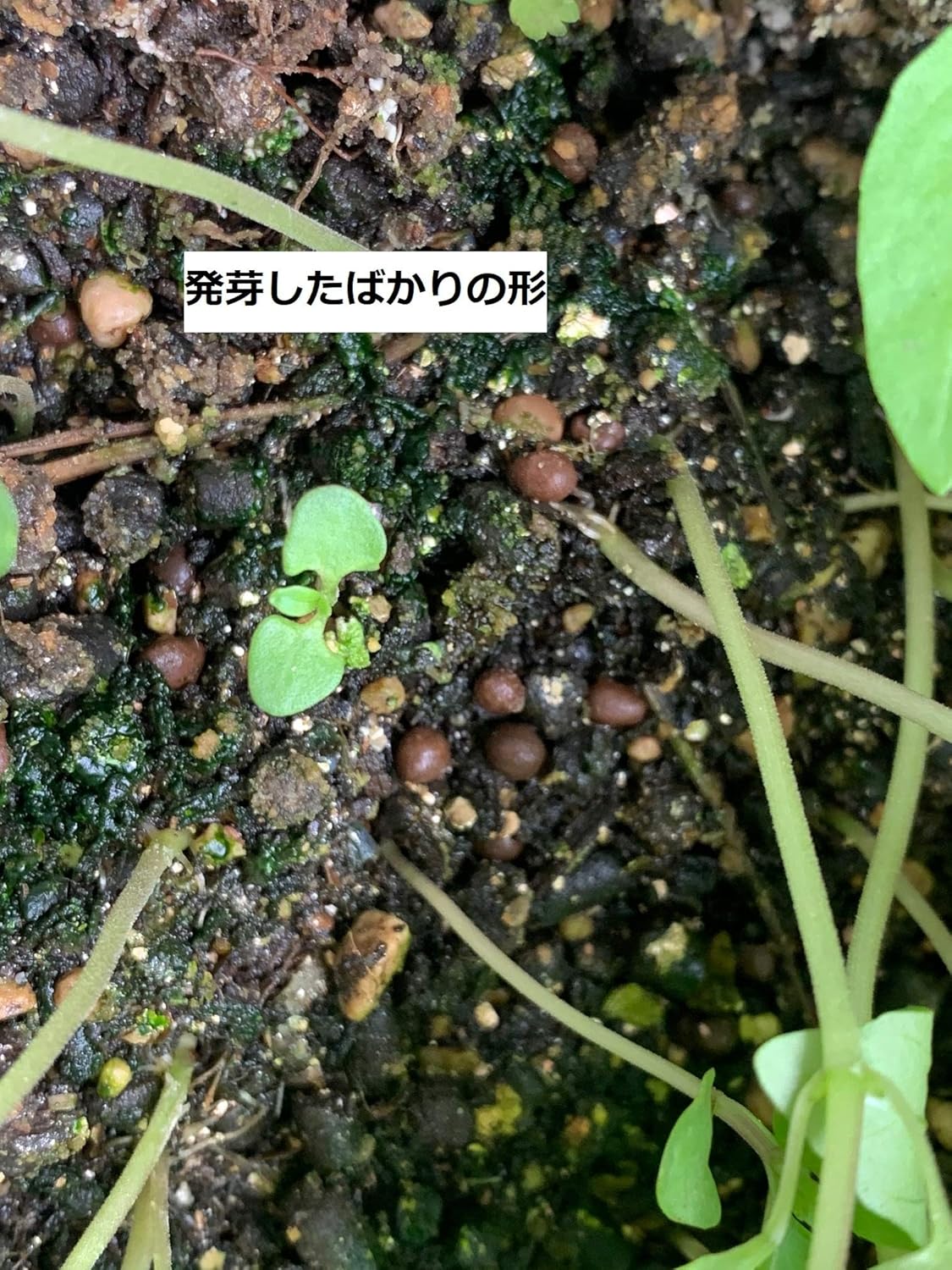 Amazon 中華料理に頻繁に用いられる九層塔 台湾バジル 種 60粒 ハーブ