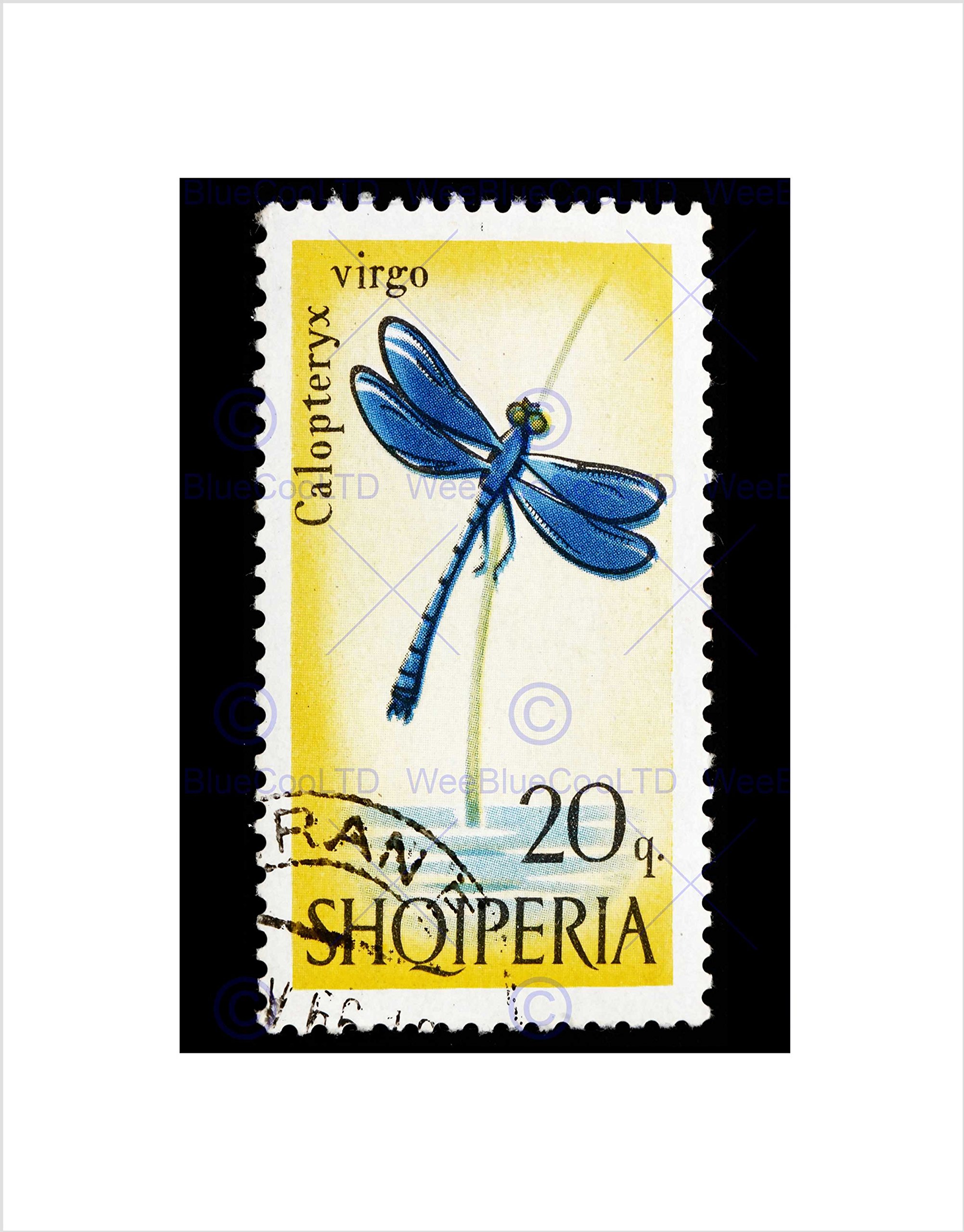 Wee Blue Coo Postage Stamp Albania Blue Dragonfly Beautiful Demoiselle Wall Art Print