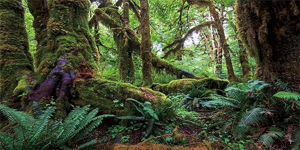 180x61cm Tropischer Wald Terrarium Hintergrund Grün Riesiger Baum Reptil Lebensraum Hintergrund Regenwald Aquarium Hintergrund Vinyl Hintergrund - 1