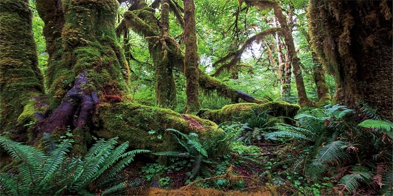 180x61cm Tropischer Wald Terrarium Hintergrund Grün Riesiger Baum Reptil Lebensraum Hintergrund Regenwald Aquarium Hintergrund Vinyl Hintergrund