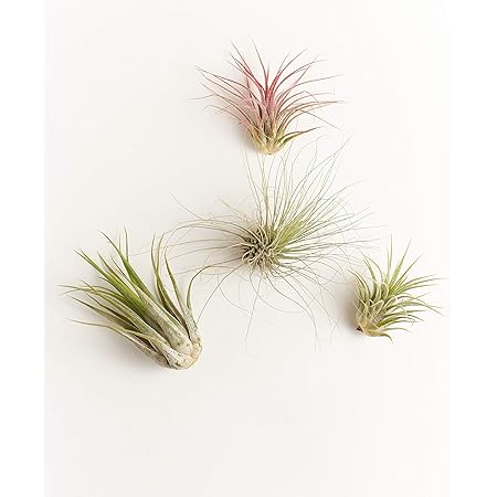 Shop Succulents | Assorted Collection | Variety of Species, Tropical House Plant for Home Décor, DIY Terrariums, 4-Pack