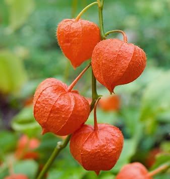 Seeds Cape Gooseberry Peruvian Groundcherry - Orange Physalis - Heirloom Fruit - GMO Free