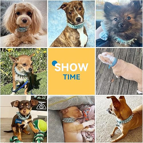 Miniatura 3 de PETCARE Collar de Perro con Pinchos Azul de Cuero PU Suave con Hongos Divertidos Remaches Tachuelas Collar de Cachorro Ajustable para Exteriores