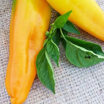 Golden Marconi Pepper Seeds - 250 mg 30 Seeds - Heirloom, Open Pollinated, Non-GMO, Farm & Vegetable Gardening Seeds - Sweet Pepper