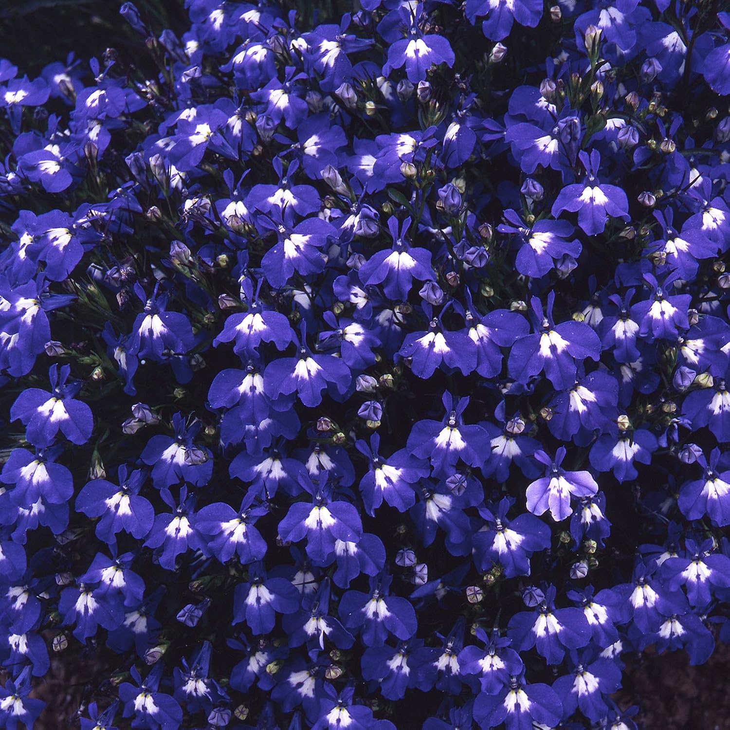 Outsidepride Lobelia Blue Carpet for Edging Borders, Rock Gardens, Hanging Baskets, Window Boxes, & Ground Cover - 10000 Seeds