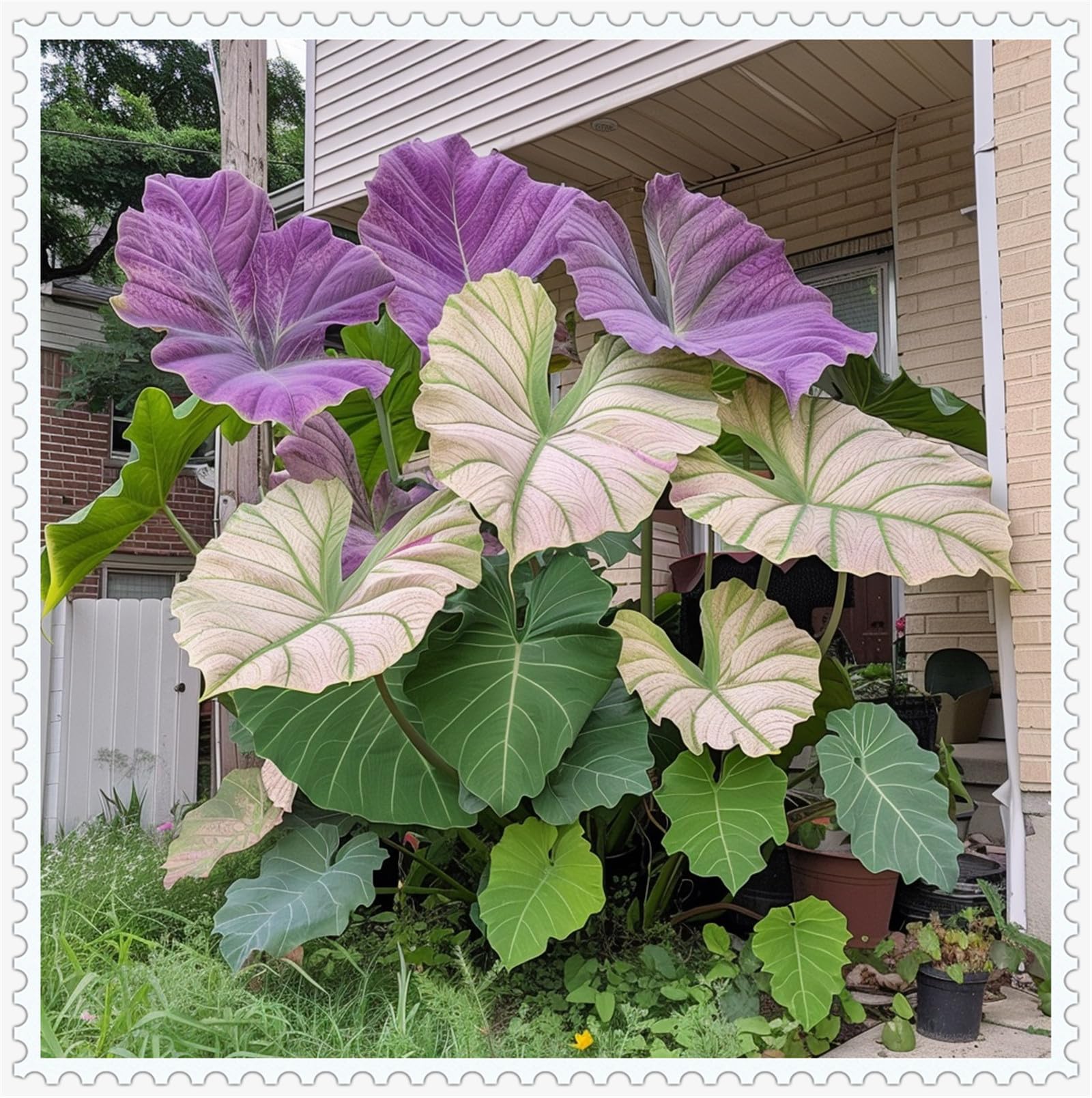 Greening Flower, Alocasia Bulbs for Planting, Natural Organic, Cut Flowers, Good for Containers, Excellent Display, Elephant Ear Bulbs for Planting-8 Bulbs-A