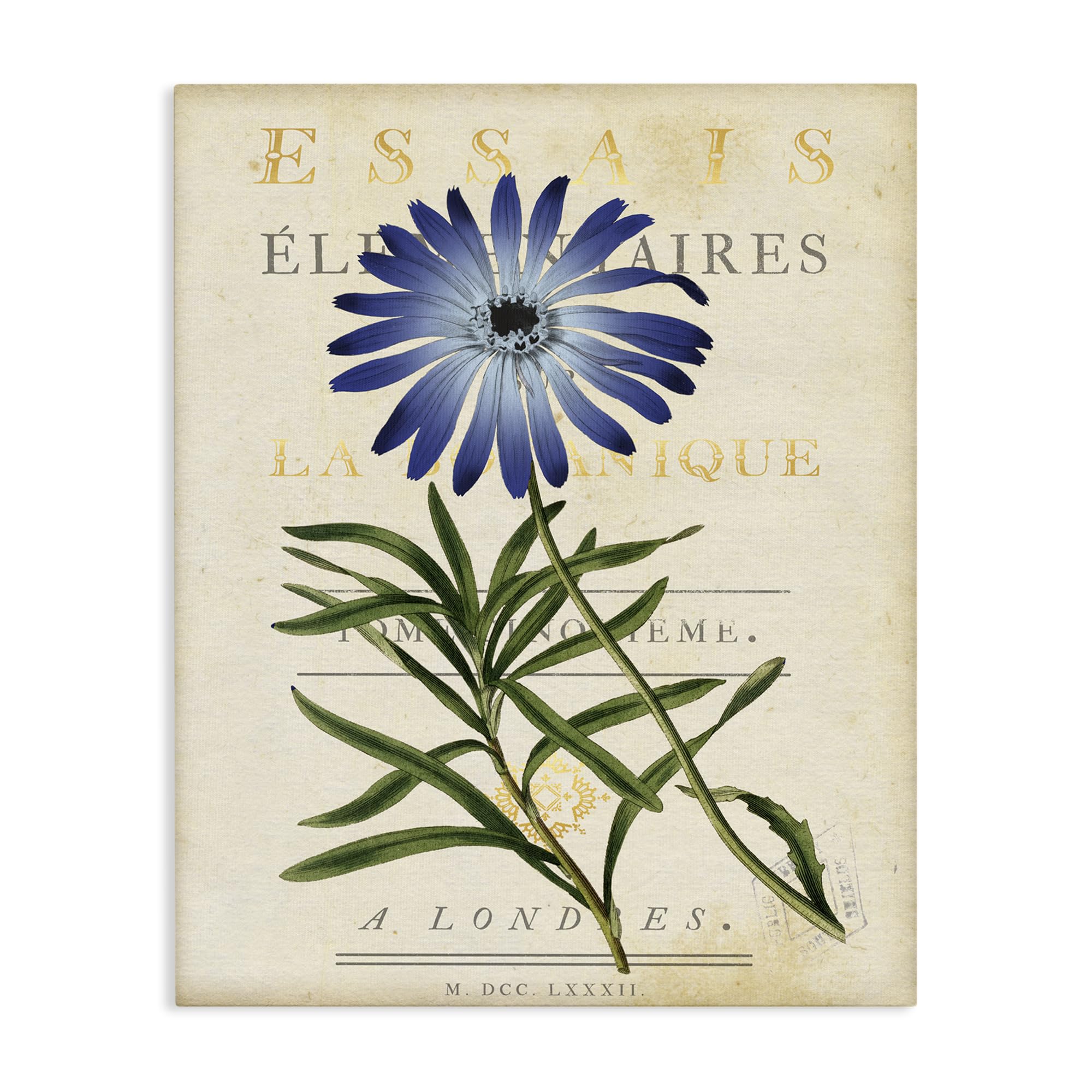 Stupell Industries Vintage Blue Daisy Botany 'Natural Botany Daisy', Canvas Art, 24 X 30 Inches, Easy To Hang And Sturdy, Made In Usa, By Susan Arnot