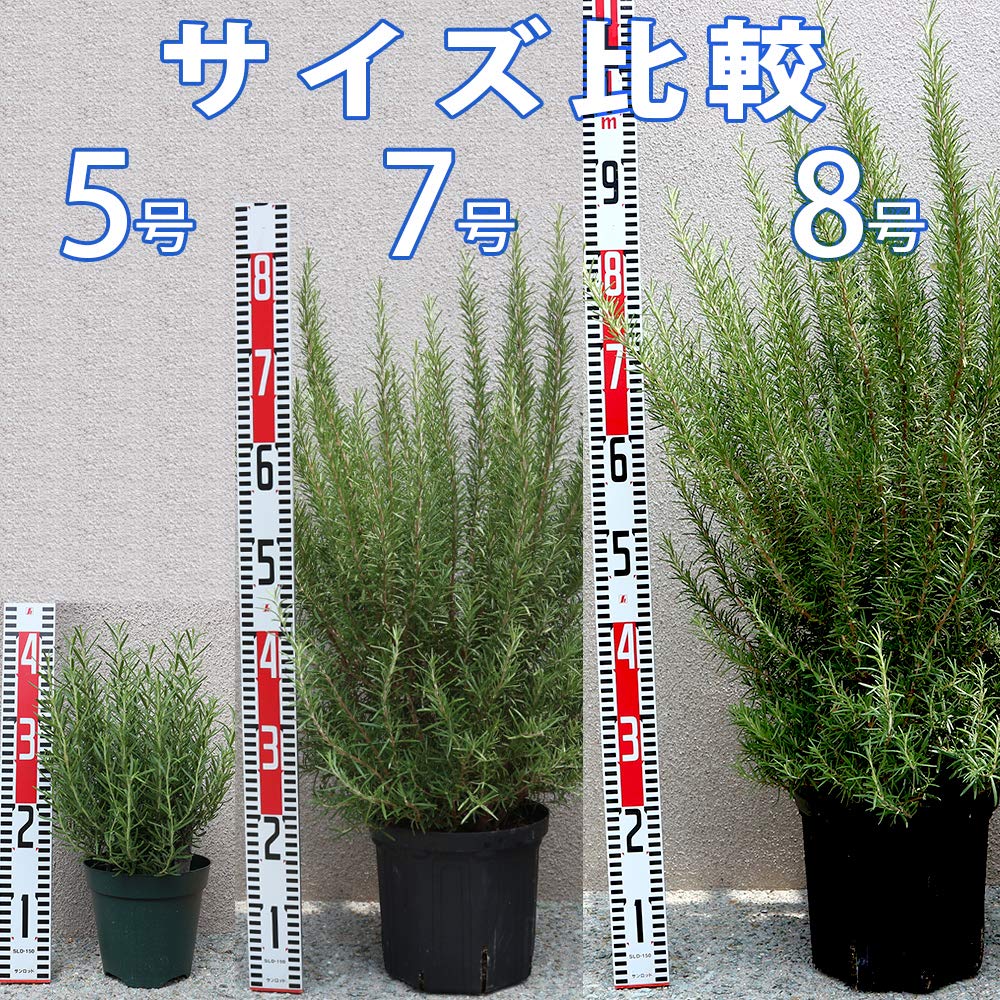 Amazon.co.jp: ITANSE ローズマリー マリンブルーの大苗【品種で