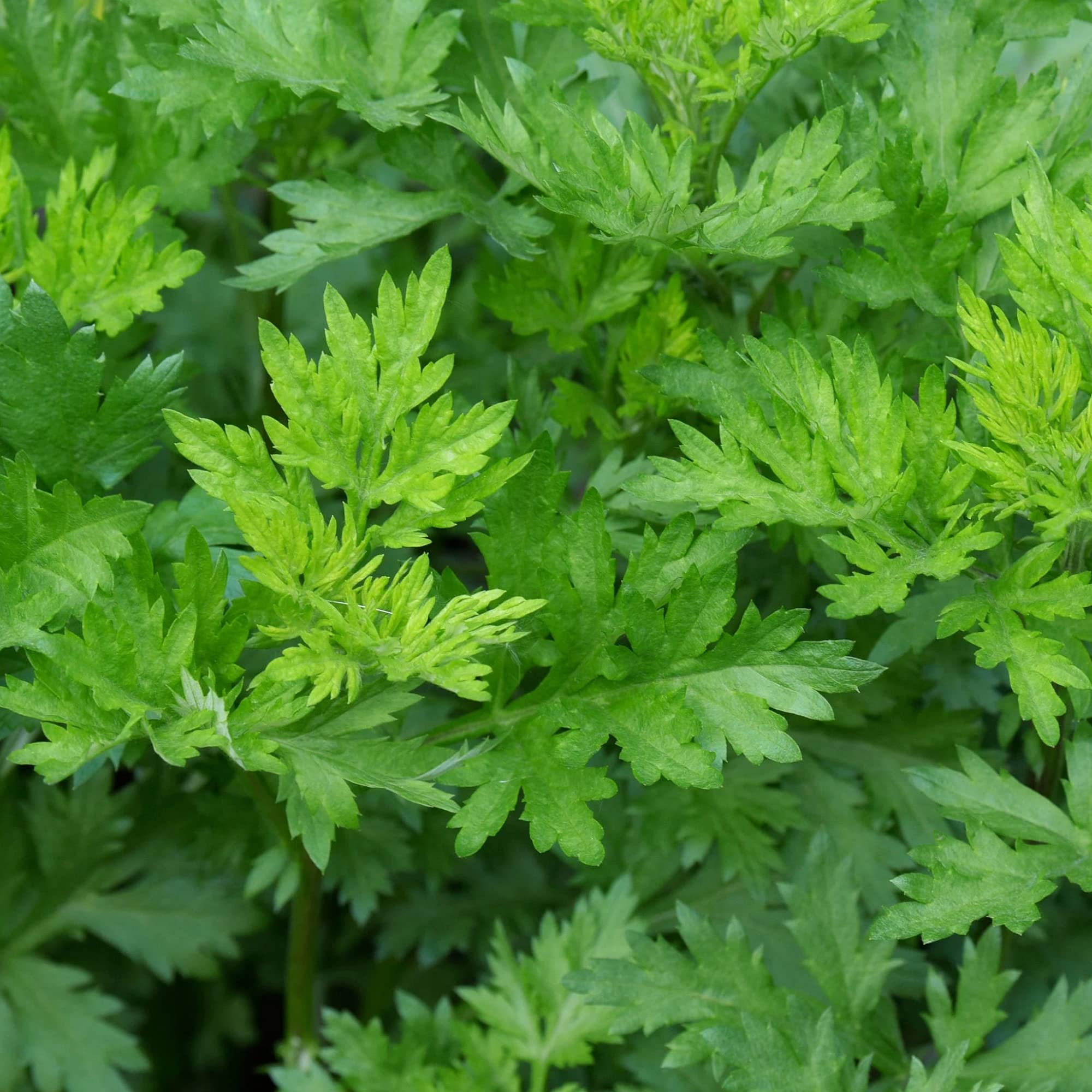 Amazon.co.jp: CHUXAY GARDEN ヨモギの種 500粒 よもぎ 植物 食用