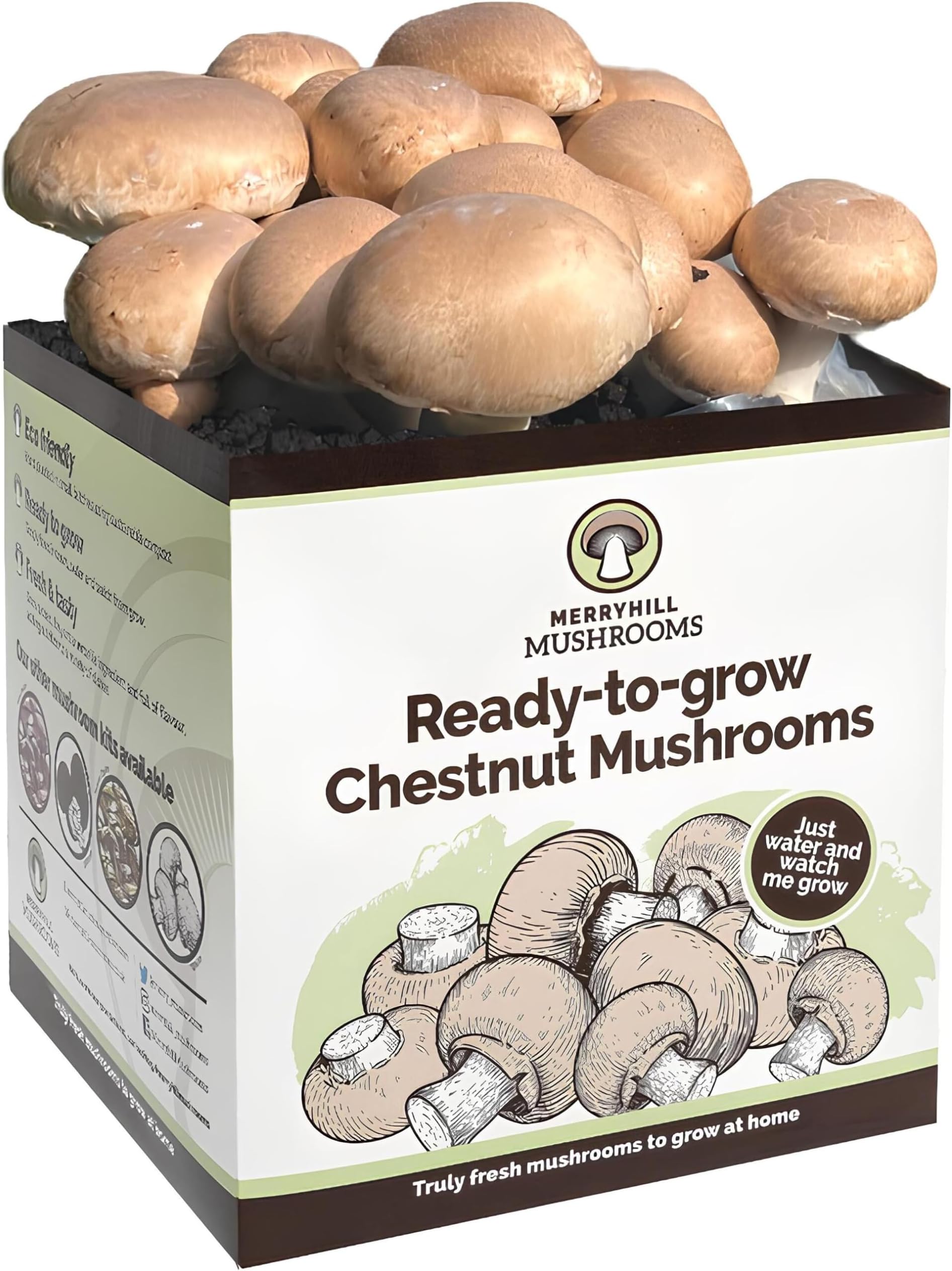 Fresh Chestnut Mushroom Growing Kit | Gardening Gifts for Women, Men & Kids | Grow Your Own Kits | Easy & Delicious to Eat | Mushroom Gifts (One Chestnut Mushroom Grow Kit)