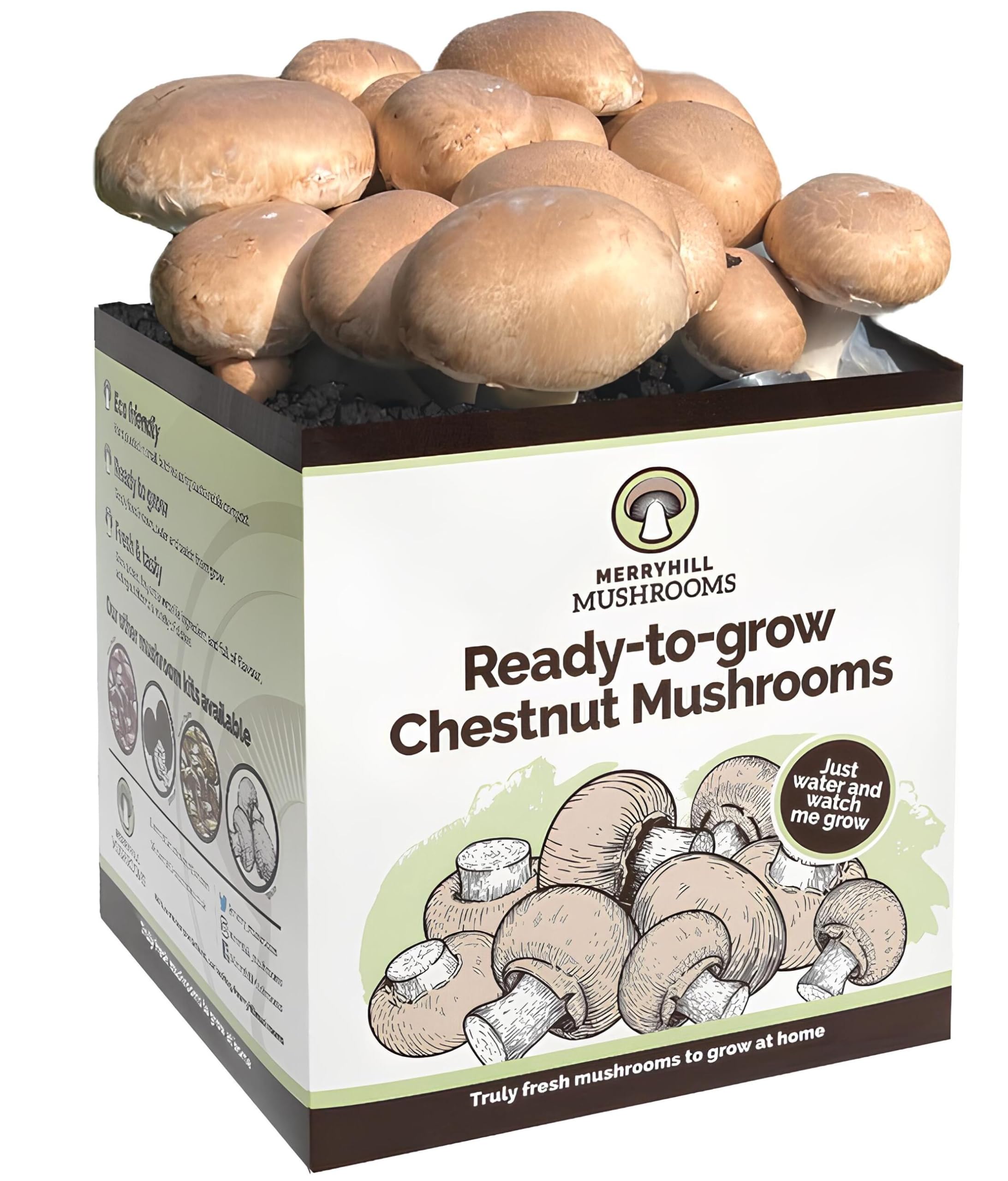 Fresh Chestnut Mushroom Growing Kit | Gardening Gifts for Women, Men & Kids | Grow Your Own Kits | Easy & Delicious to Eat | Mushroom Gifts (One Chestnut Mushroom Grow Kit)