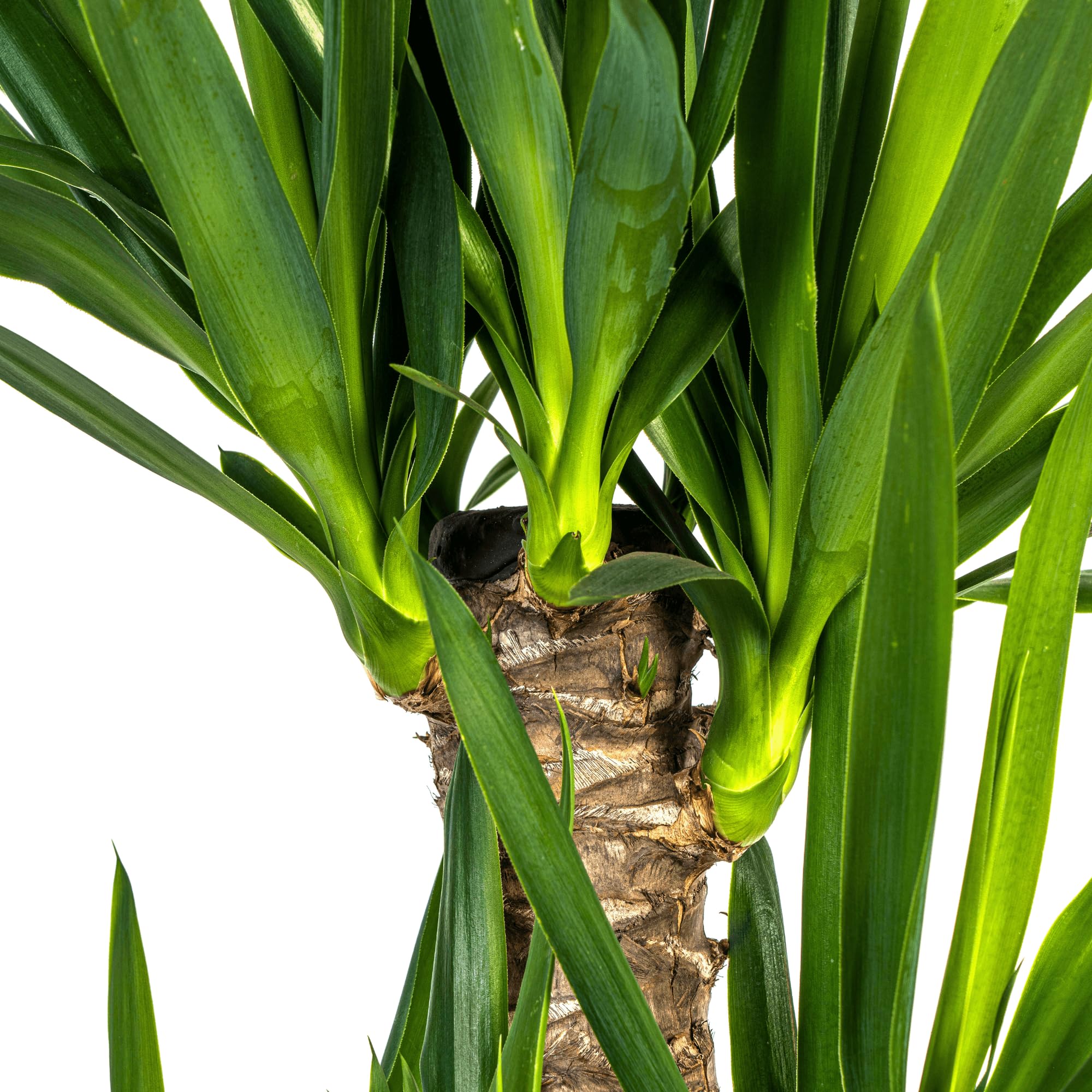 Yucca Elephantipes Riesen-Palmlilie Zimmerpflanze Ø21 cm 110 cm