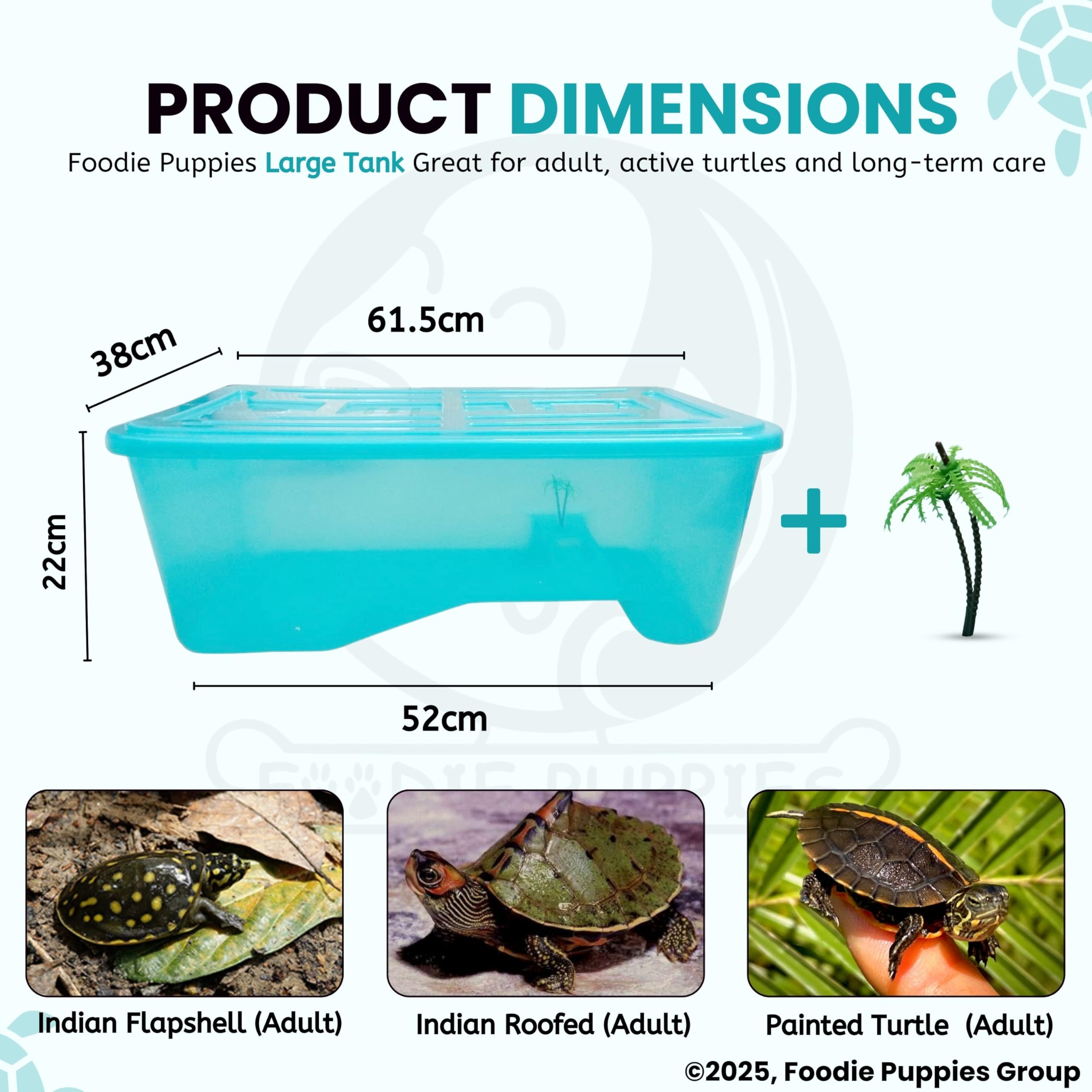 Foodie Puppies Rectangle Turtle Tank Aquarium (Large - 2 FT/24 In Length) with Lid, Ramp | Basking Platform for Turtle Habitat, Reptile Breeding, Safe & Durable with Escape Prevention (No Accessories)