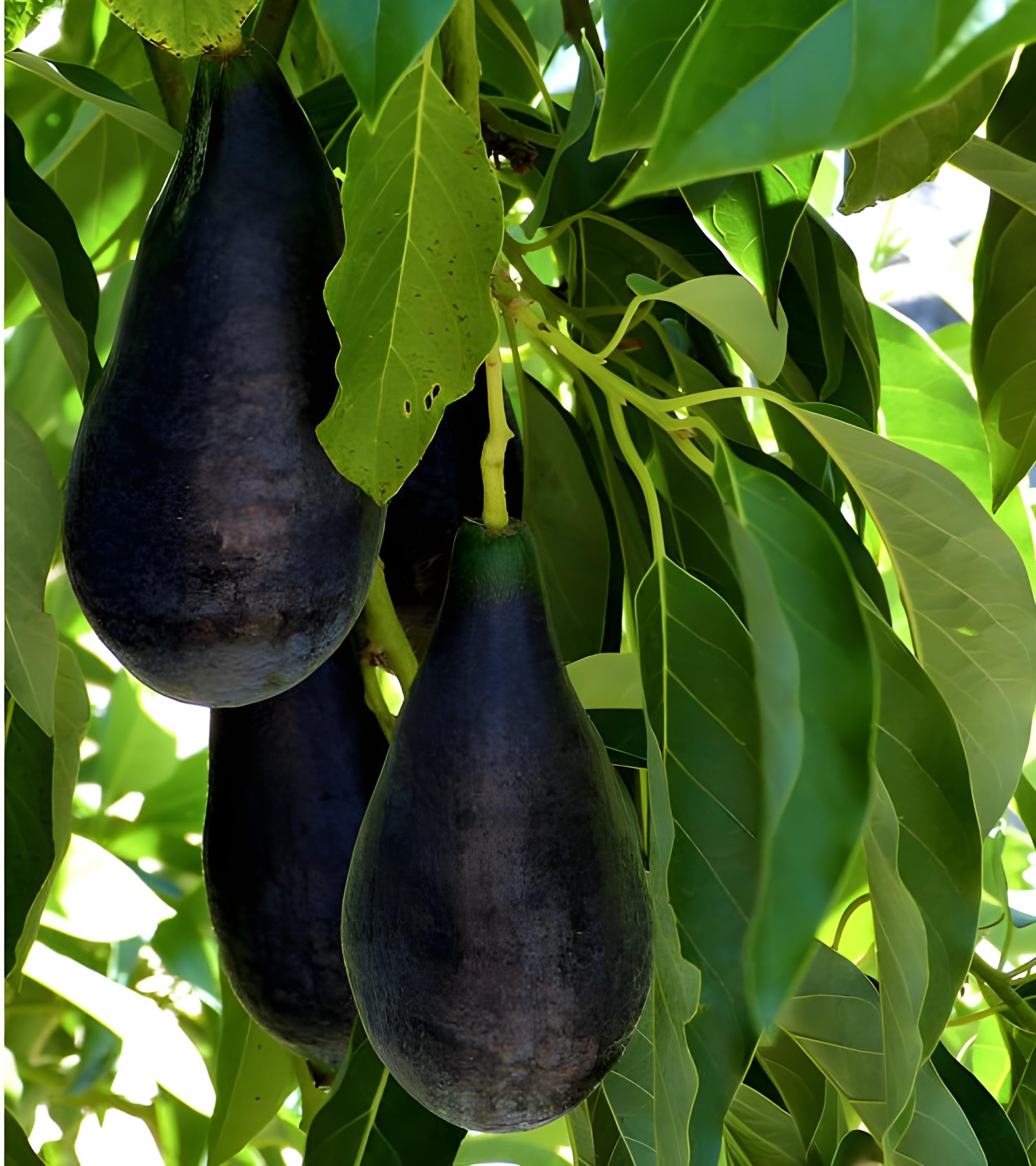 Oxiflora Hass Avocado Black Original Persea Americana Alligator Pear Butter Fruit Veṇṇey Evokaido Phal Aveakkadea Phalam Live Plant Rare Variety (B0CRF2R7JW) Amazon Price History, Amazon Price Tracker