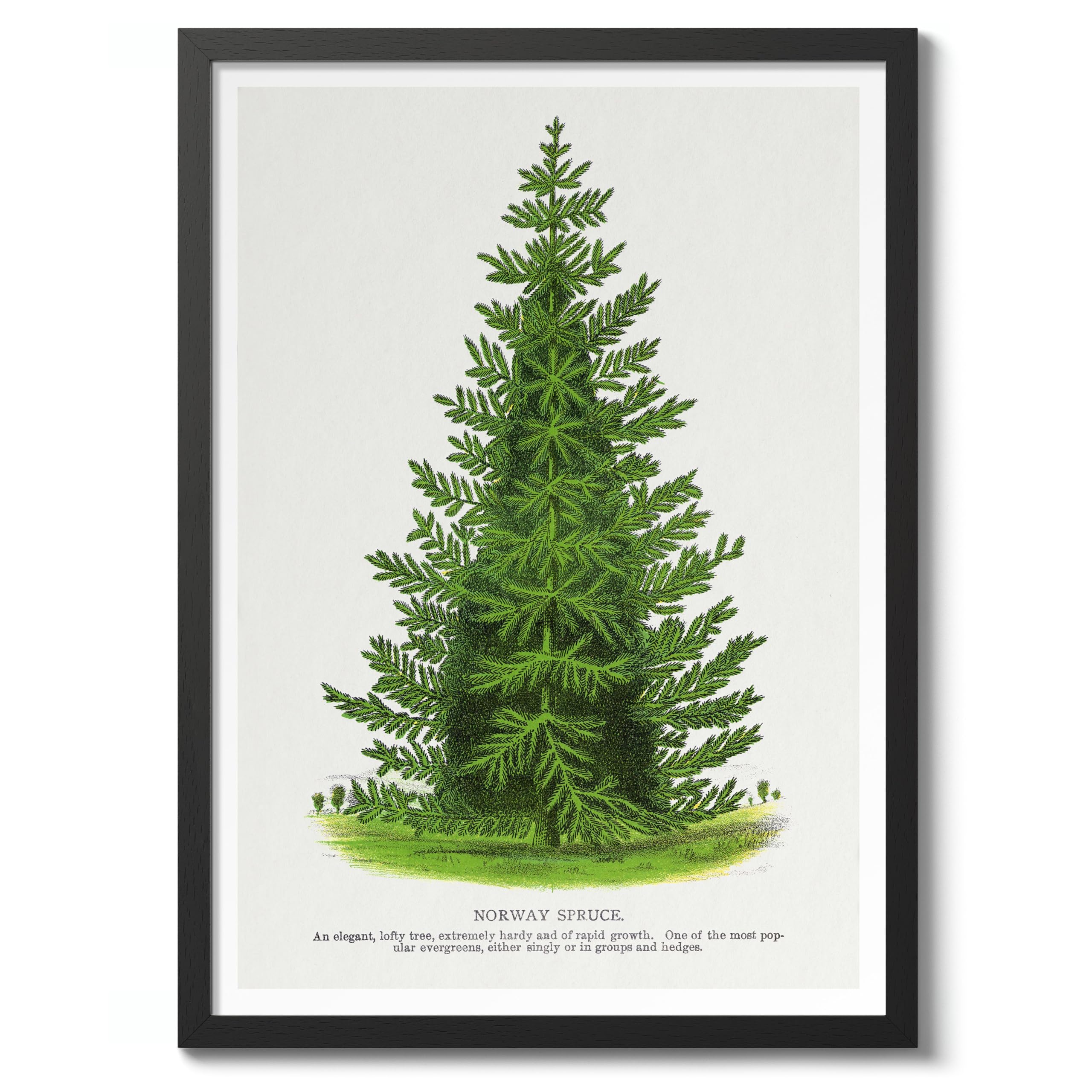 Norway Spruce Vintage Botanical Tree Poster, Nature Home Decor Wall Art, Retro Encyclopedia Illustration, Archival Matte, A3 (Black Frame) - 42x29.7cm